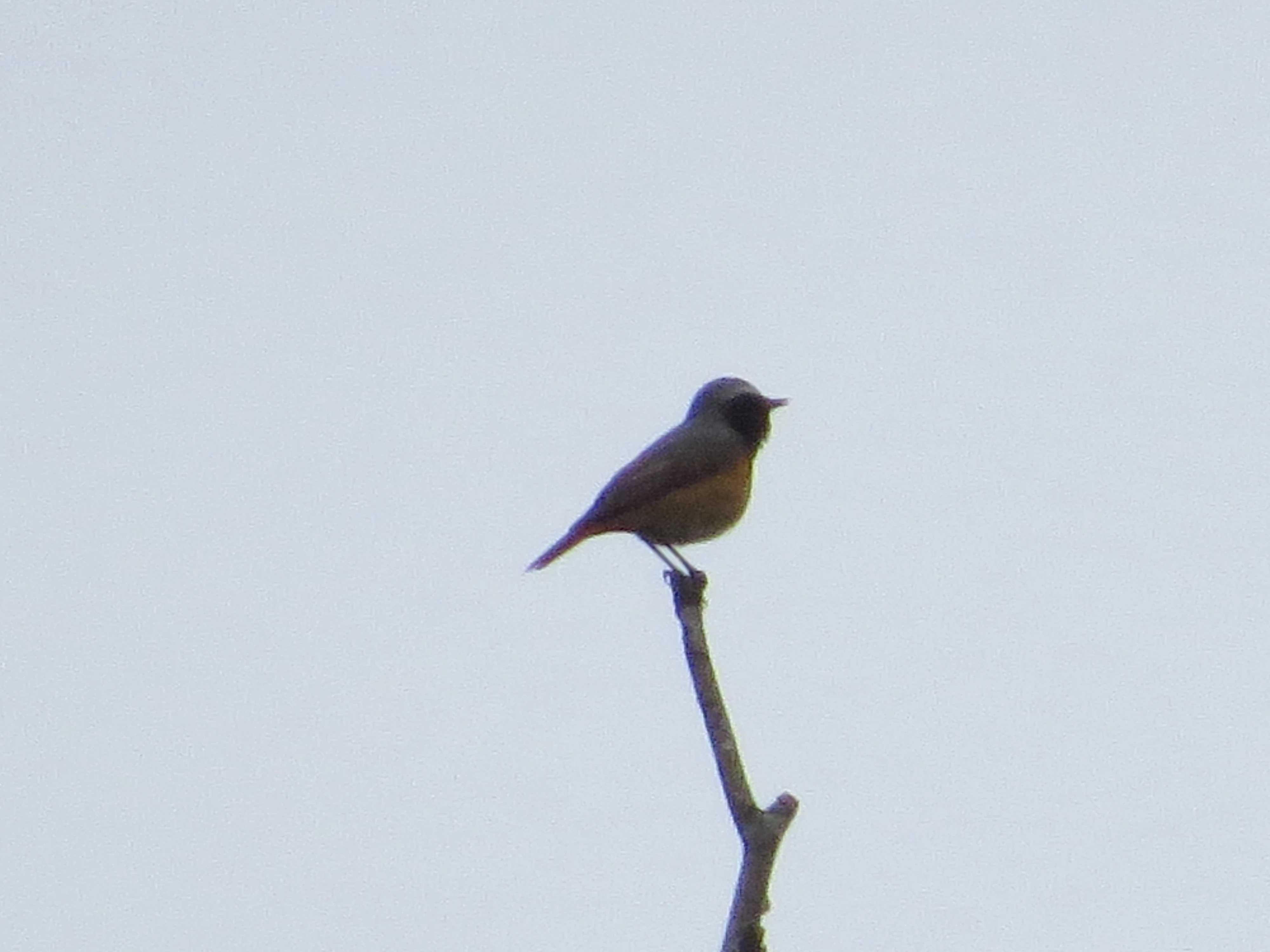Common Redstart, Acres Down, Minstead, New Forest, UK — photo by Adam Prugel-Bennett