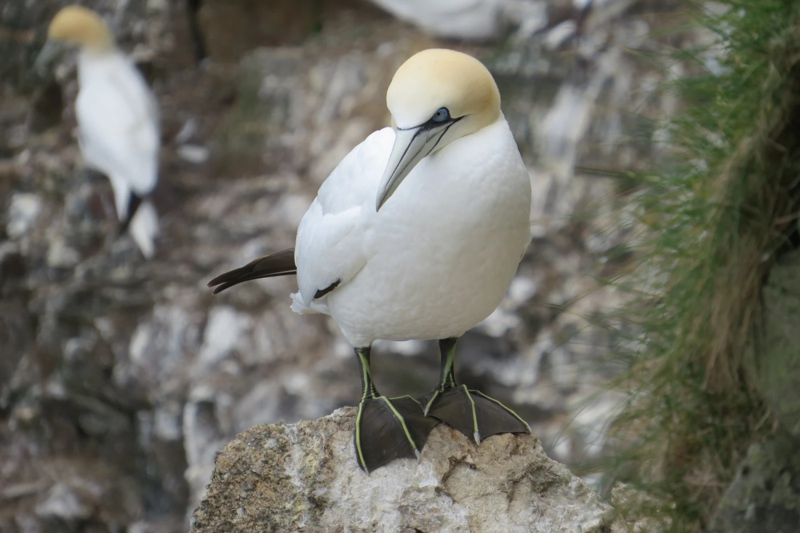 Northern Gannet, Shetland Islands, UK — photo by Adam Prugel-Bennett