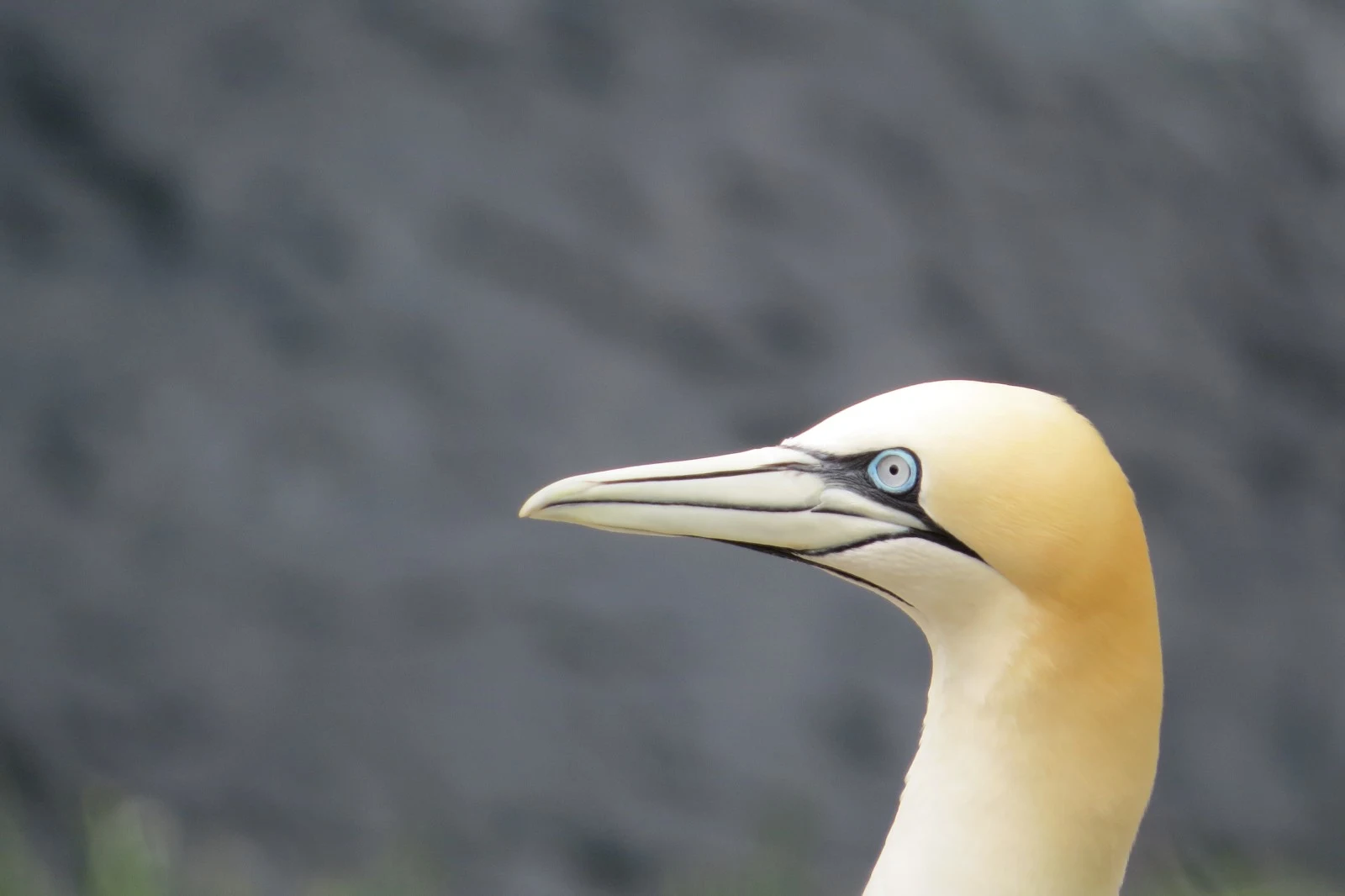 Northern Gannet, Shetland Islands, UK — photo by Adam Prugel-Bennett