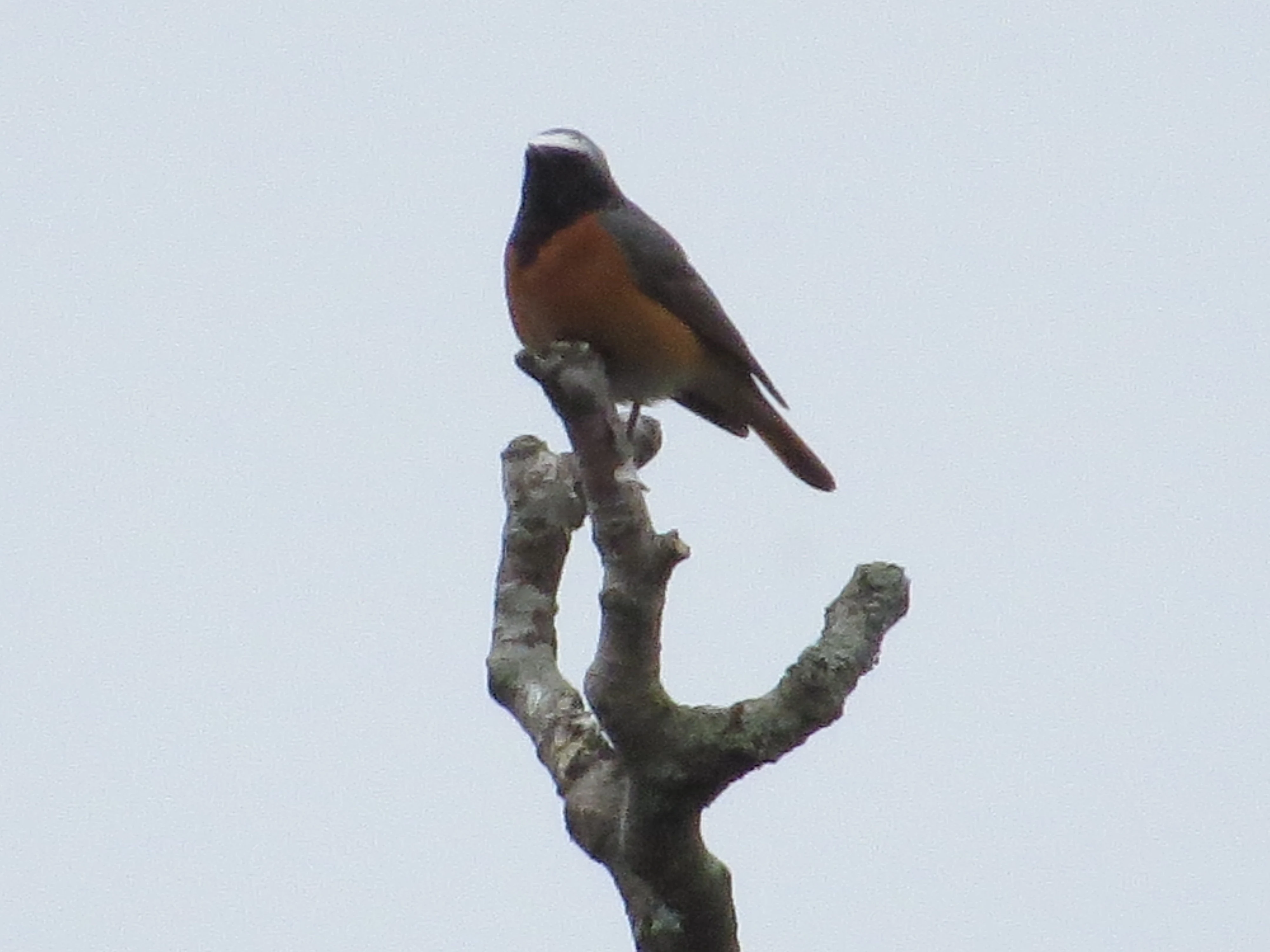 Common Redstart, Acres Down, Minstead, New Forest, UK — photo by Adam Prugel-Bennett