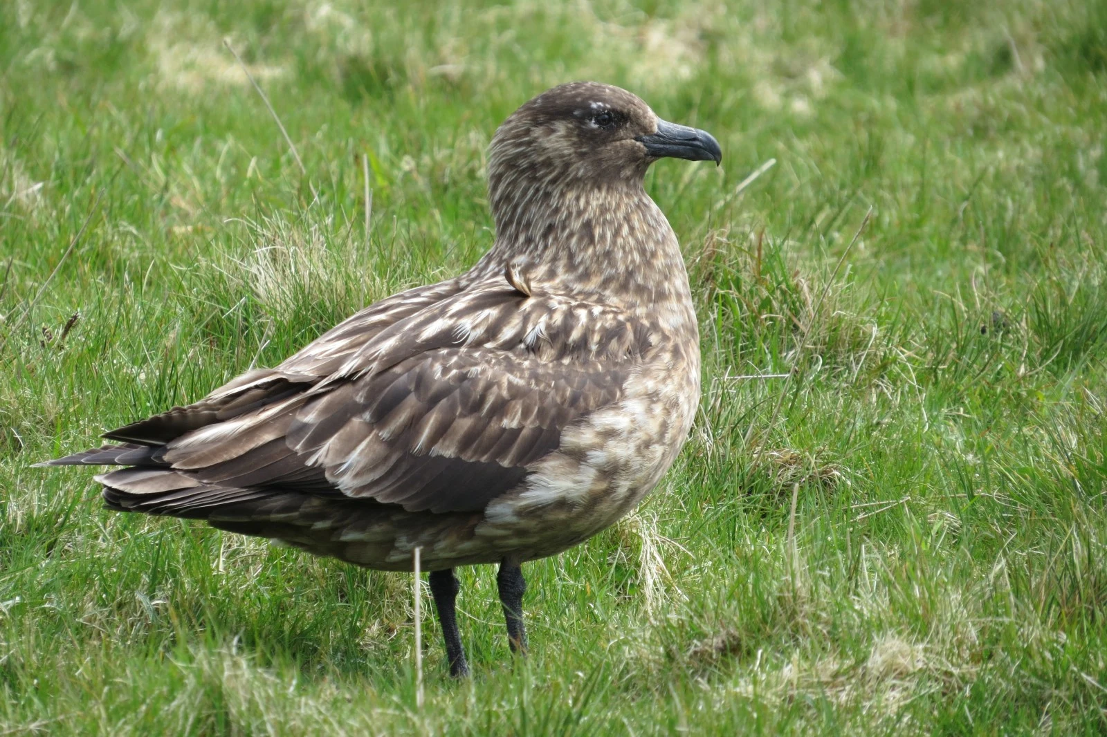 Great Skua, Shetland Islands, UK — photo by Adam Prugel-Bennett