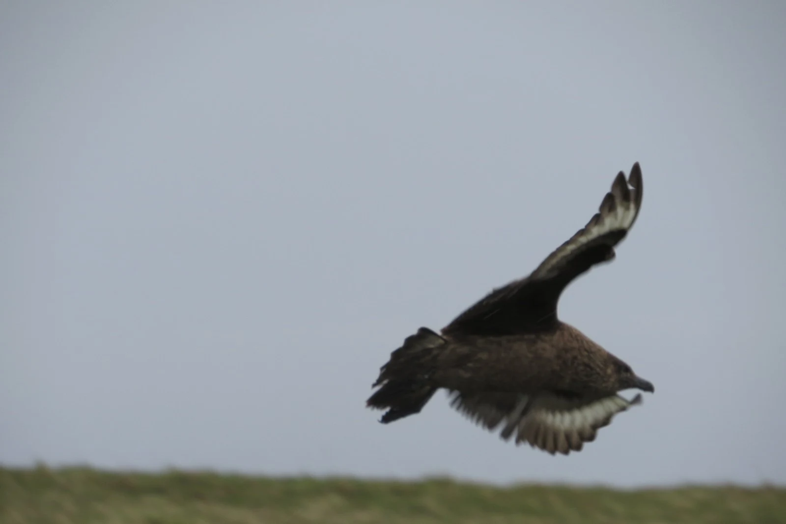 Great Skua, Shetland Islands, UK — photo by Adam Prugel-Bennett