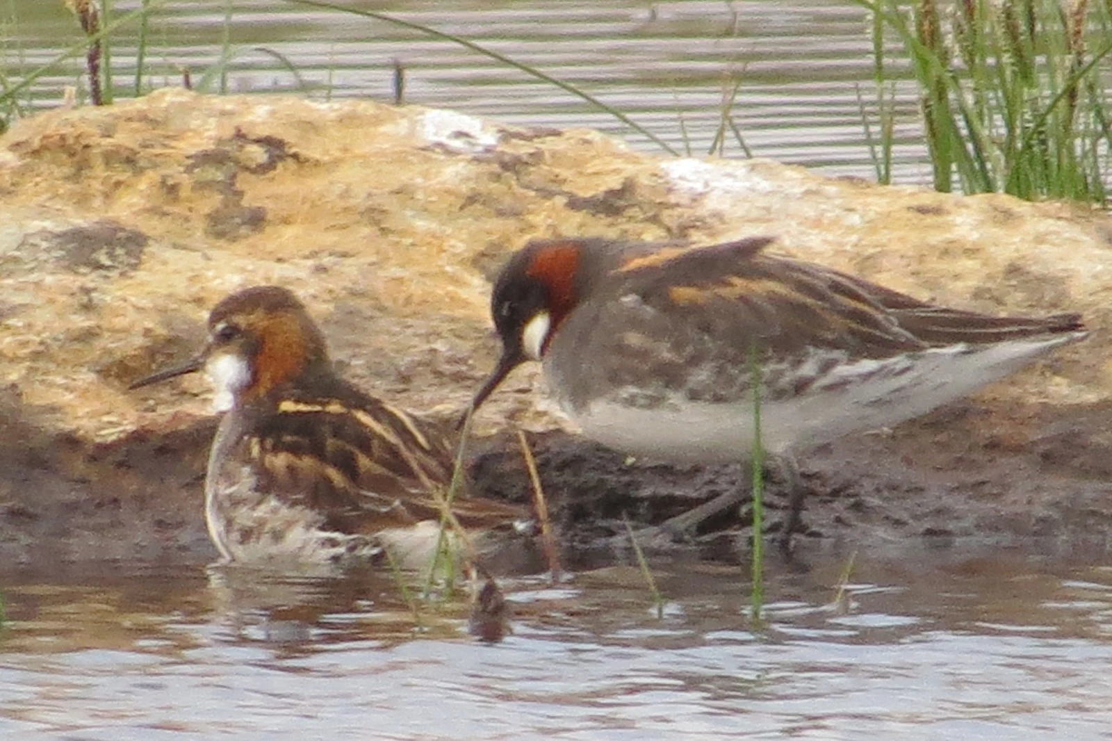 Red-necked Phalaropes, Shetland Islands, UK — photo by Adam Prugel-Bennett