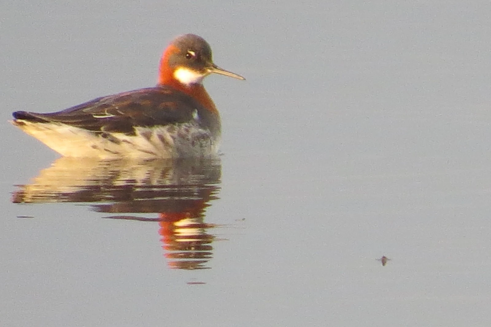 Red-necked Phalarope, Shetland Islands, UK — photo by Adam Prugel-Bennett