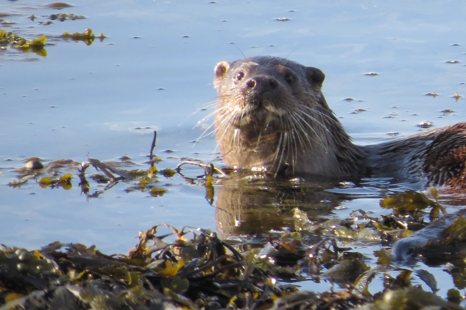 Otter, Shetland Islands, UK — photo by Adam Prugel-Bennett