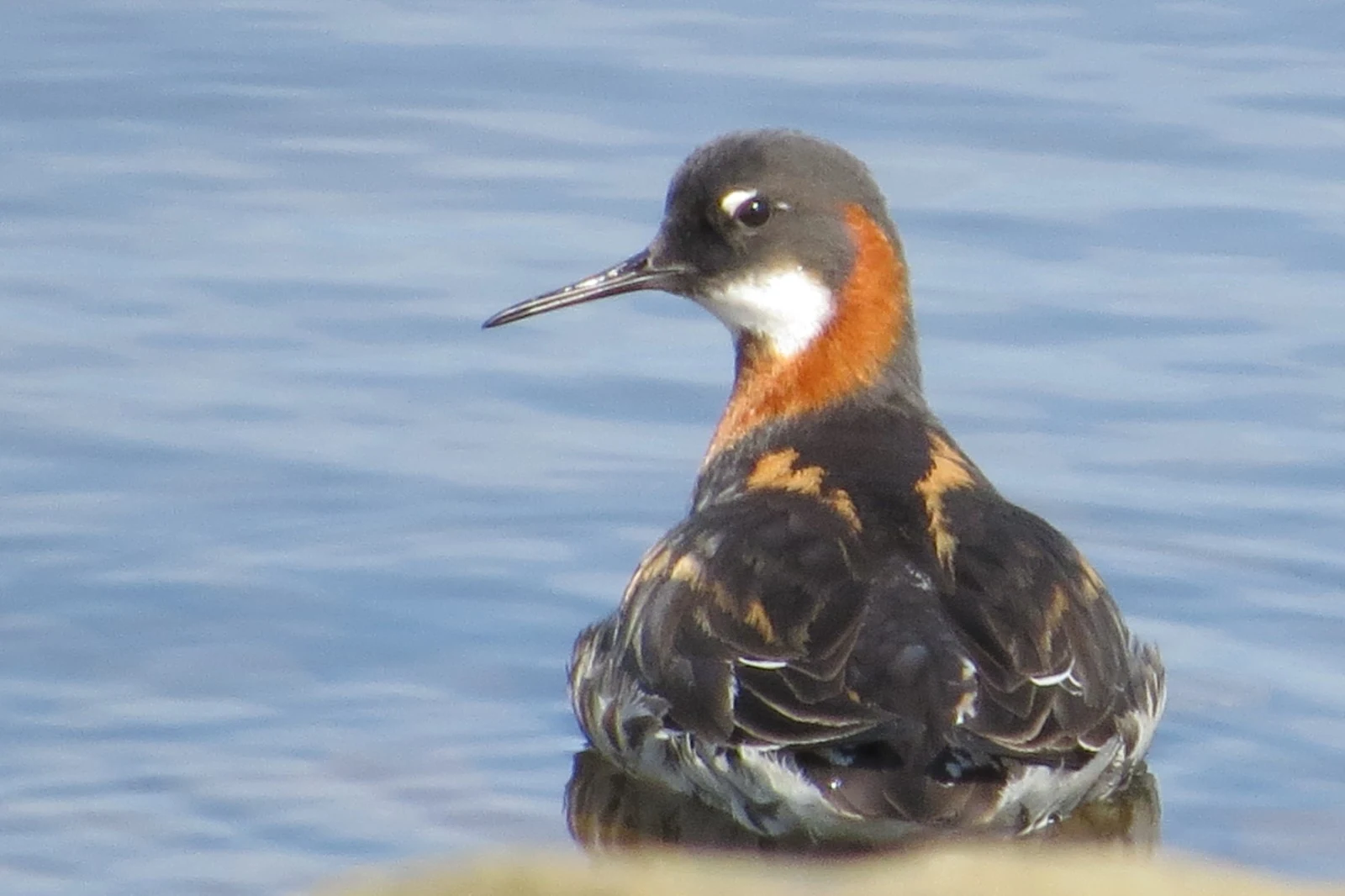 Red-necked Phalarope, Shetland Islands, UK — photo by Adam Prugel-Bennett