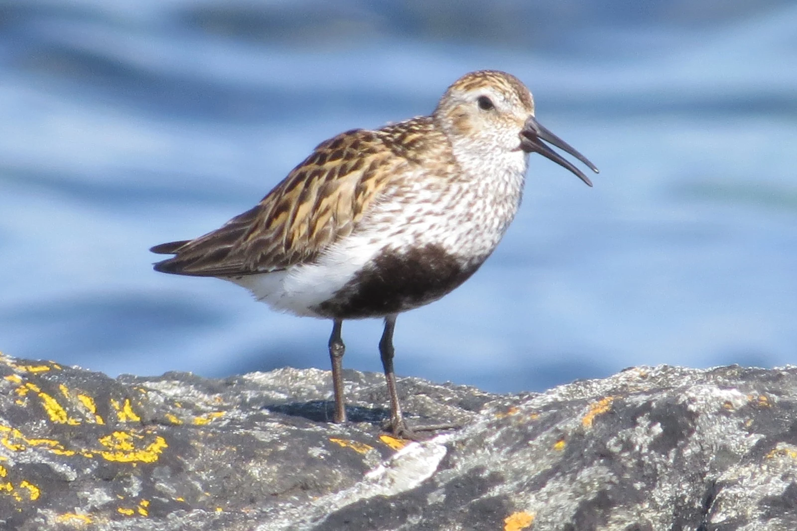 Dunlin, Shetland Islands, UK — photo by Adam Prugel-Bennett