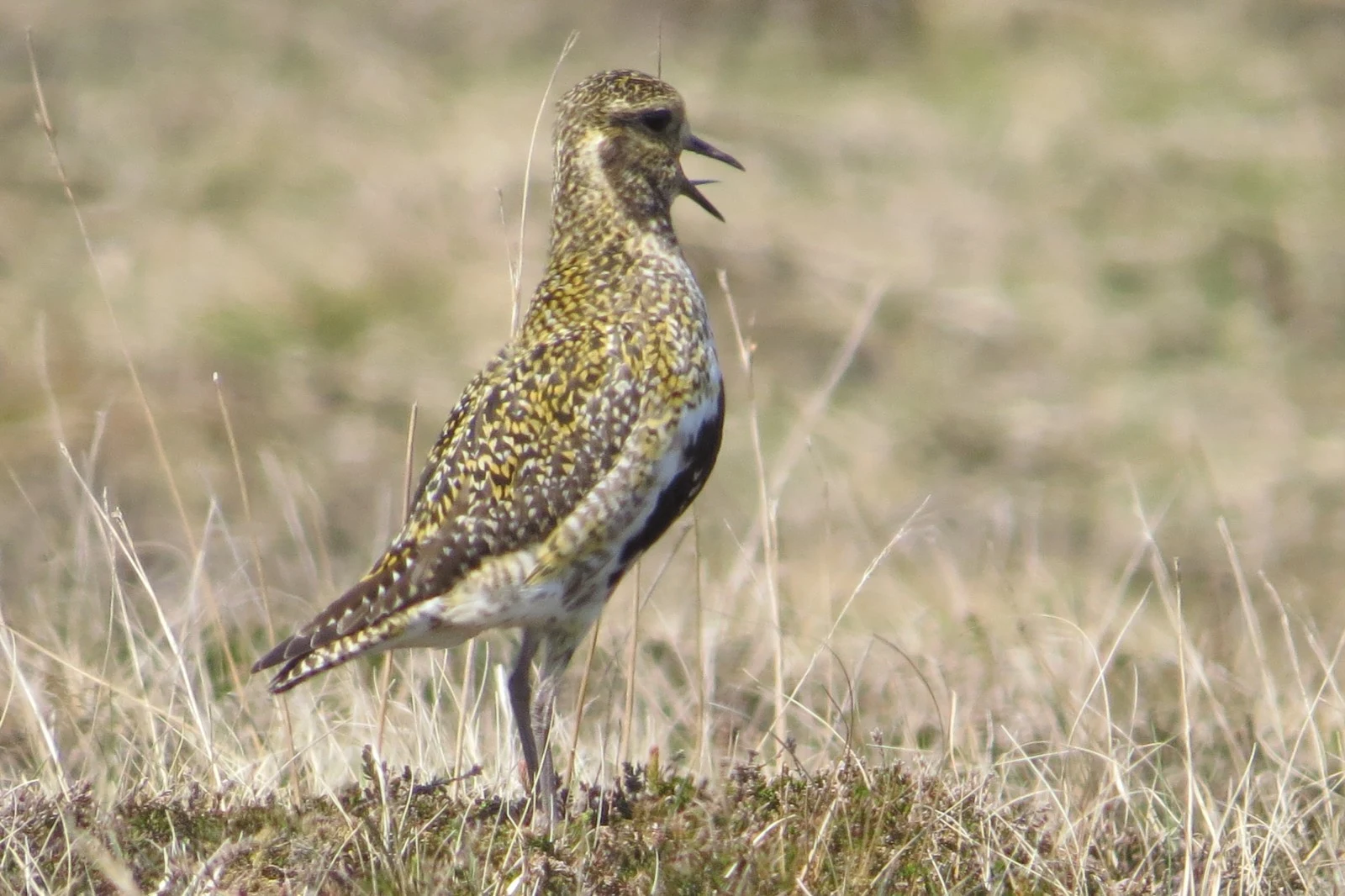 European Golden Plover, Shetland Islands, UK — photo by Adam Prugel-Bennett