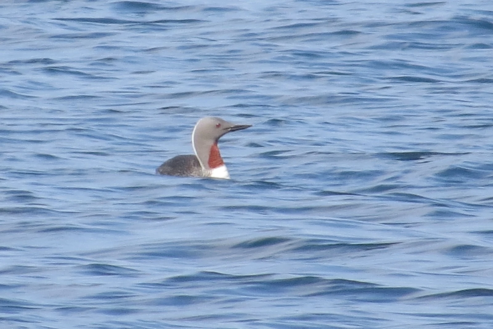 Red-throated Diver, Shetland Islands, UK — photo by Adam Prugel-Bennett