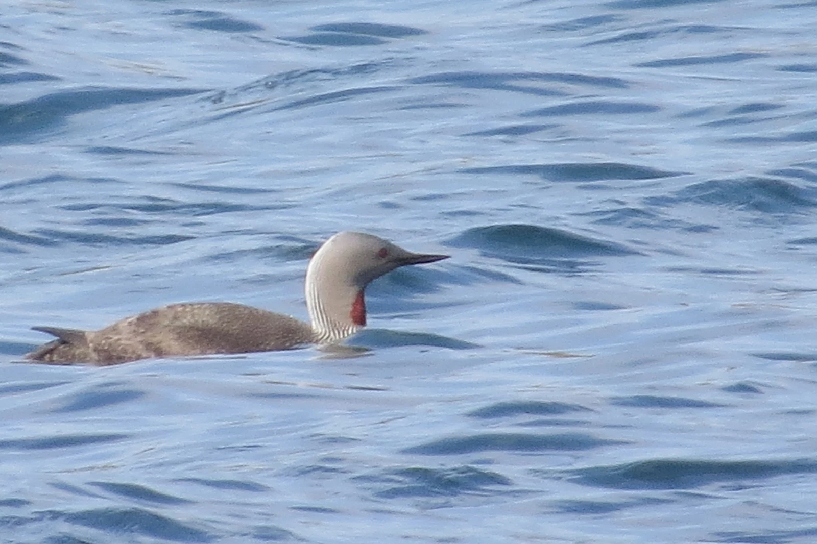 Red-throated Diver, Shetland Islands, UK — photo by Adam Prugel-Bennett