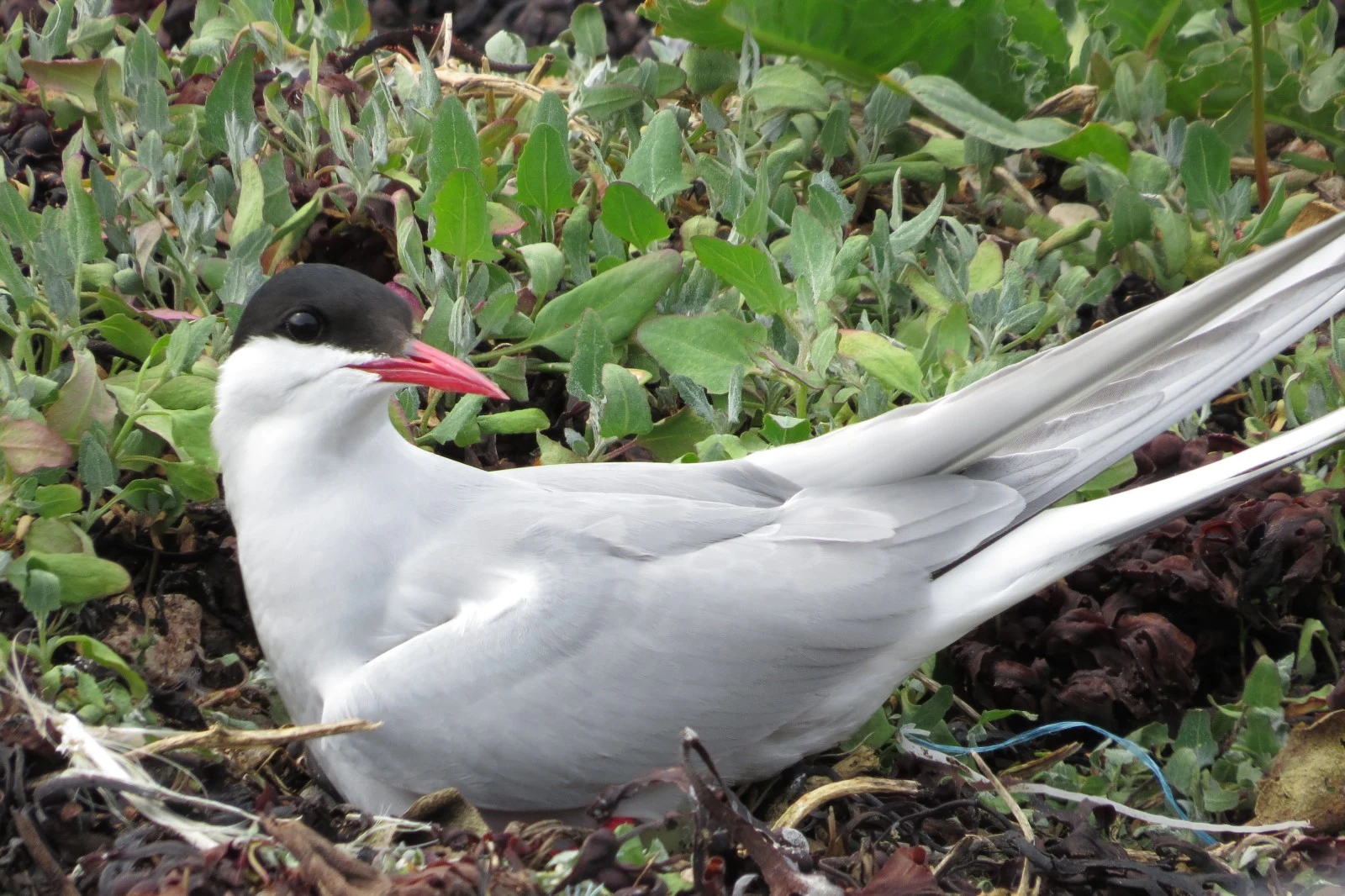 Arctic Tern, Shetland Islands, UK — photo by Adam Prugel-Bennett