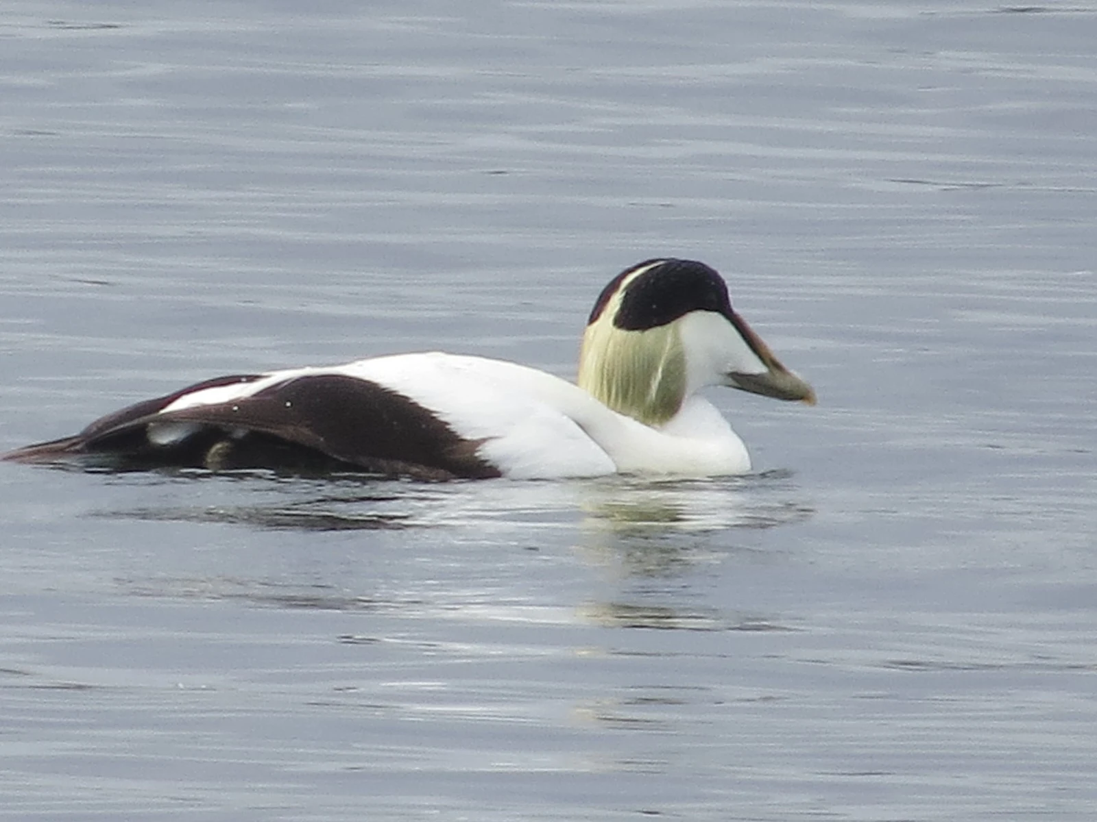 Common Eider, Shetland Islands, UK — photo by Adam Prugel-Bennett