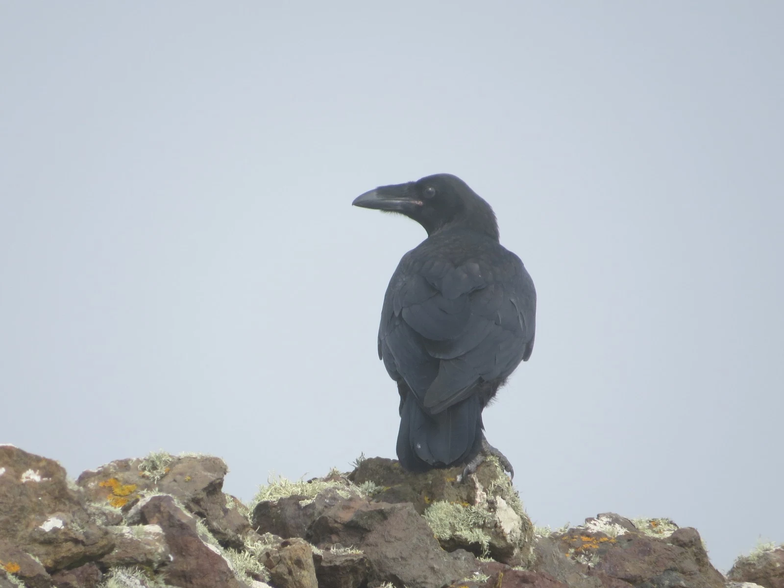 Common Raven, Shetland Islands, UK — photo by Adam Prugel-Bennett