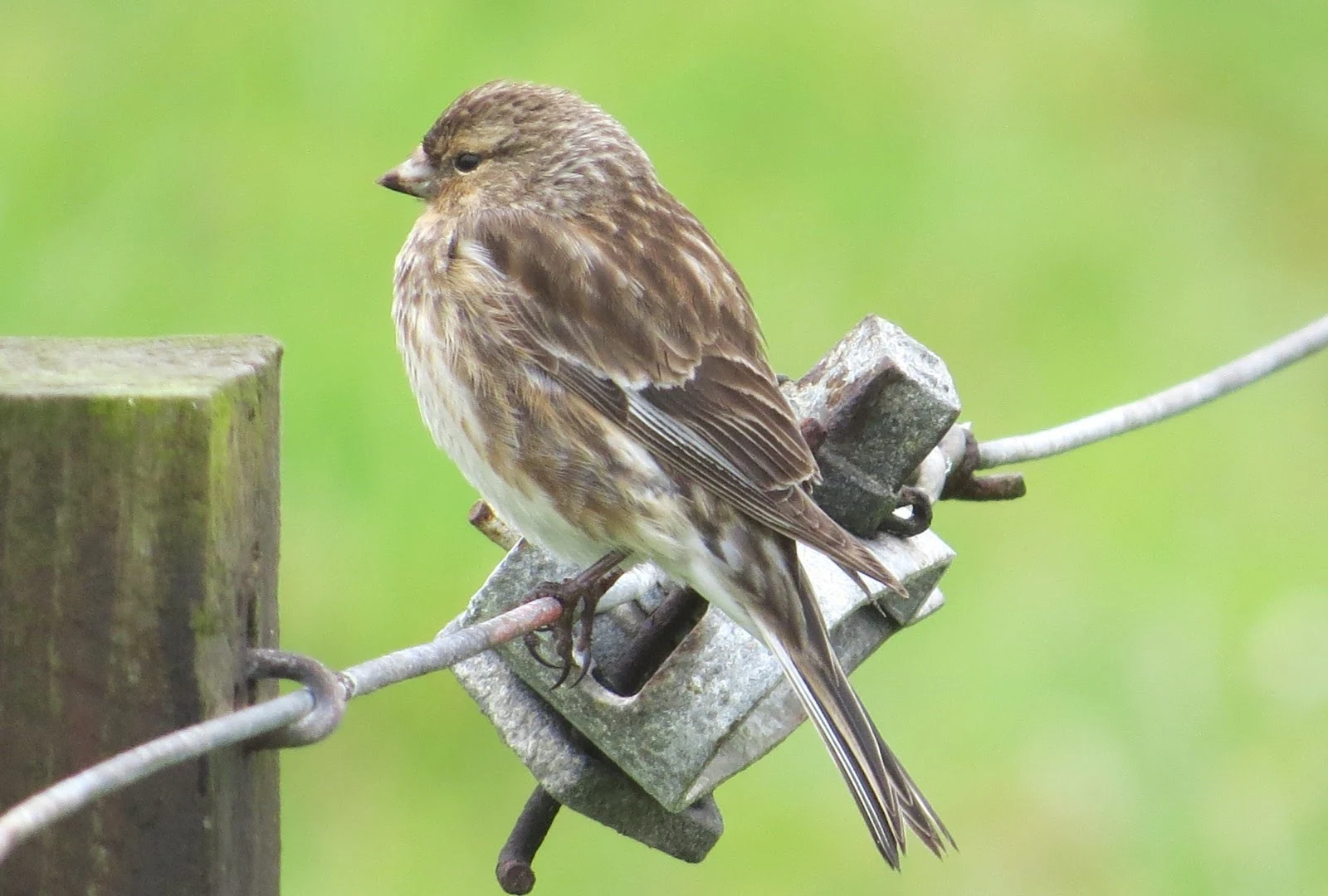 Twite, Shetland Islands, UK — photo by Adam Prugel-Bennett