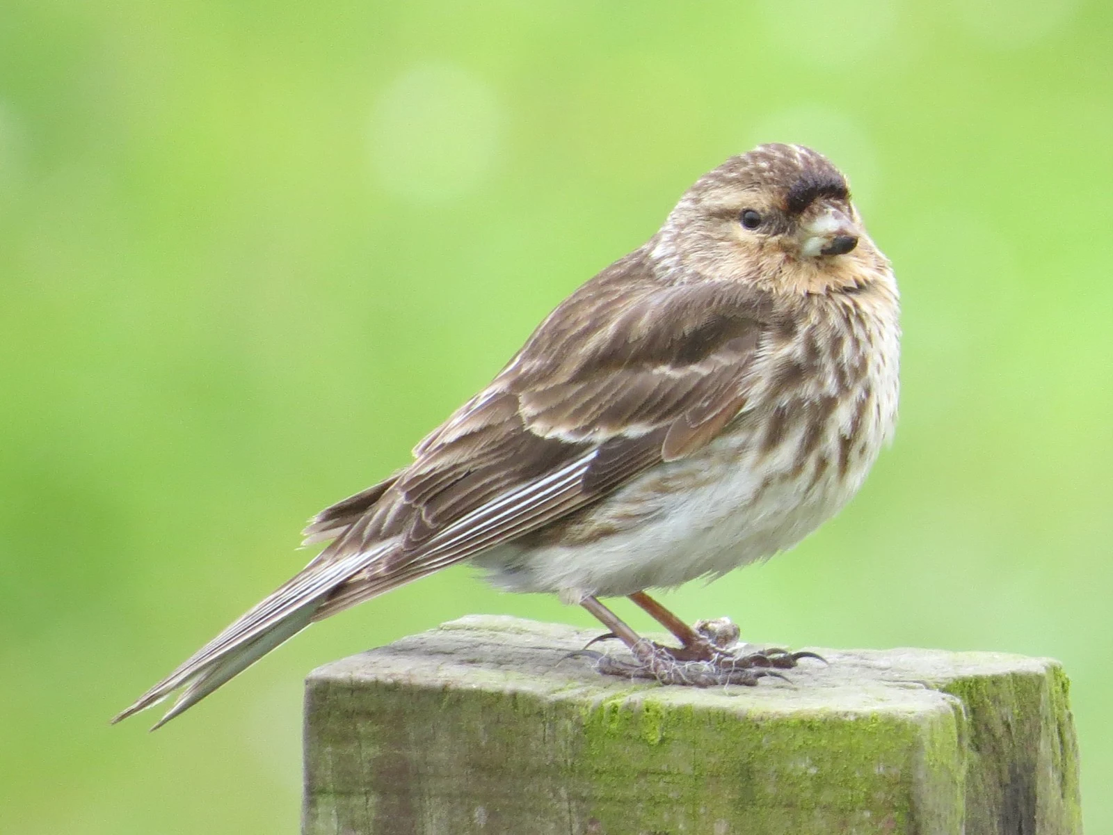 Twite, Shetland Islands, UK — photo by Adam Prugel-Bennett