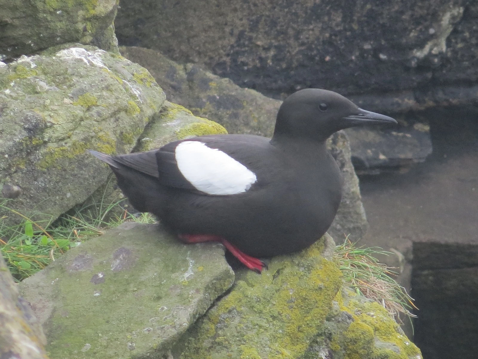 Black guillemot, Shetland Islands, UK — photo by Adam Prugel-Bennett