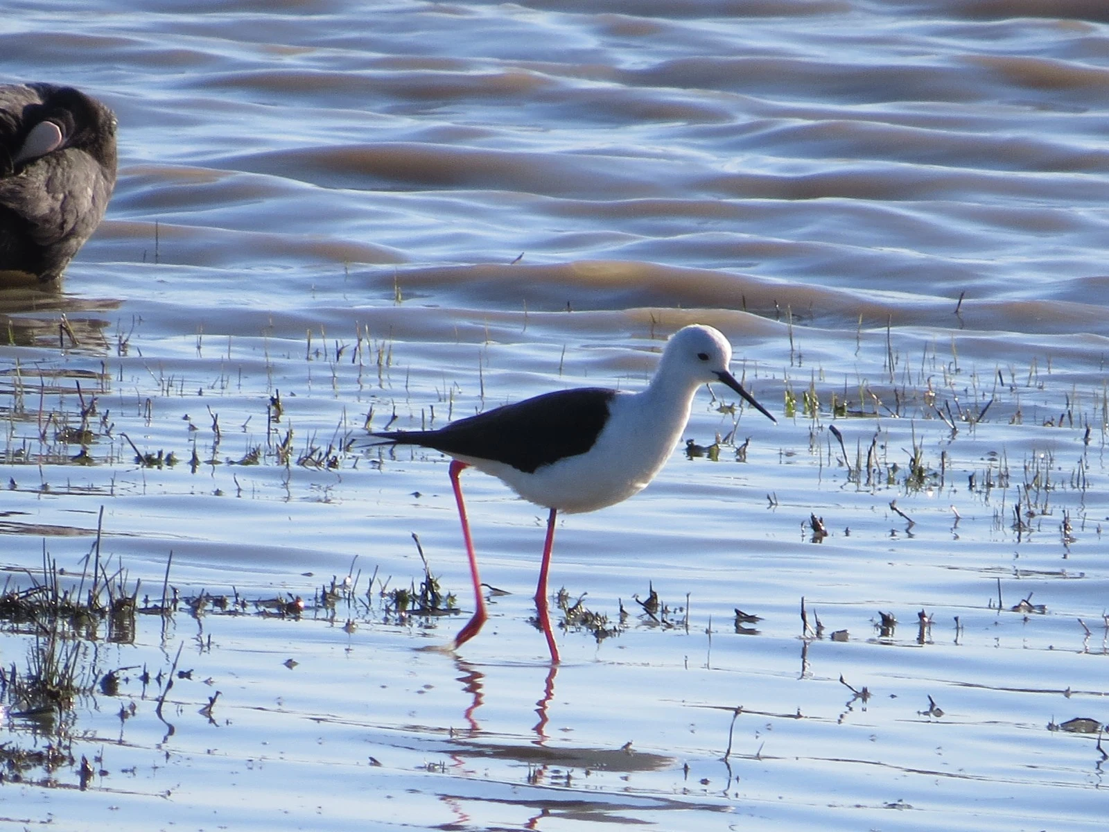Black-winged Stilt, Coto Donana, Spain — photo by Adam Prugel-Bennett