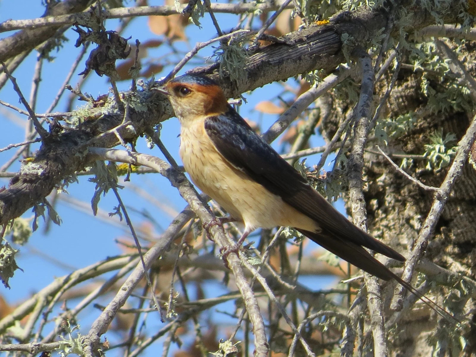 European red-rumped swallow, Coto Donana, Spain — photo by Adam Prugel-Bennett