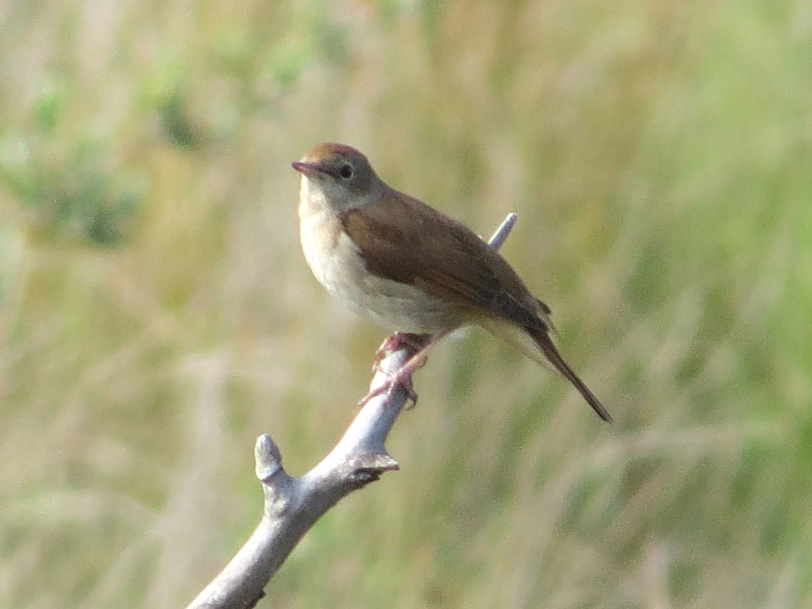 Common Nightingale, Coto Donana, Spain — photo by Adam Prugel-Bennett