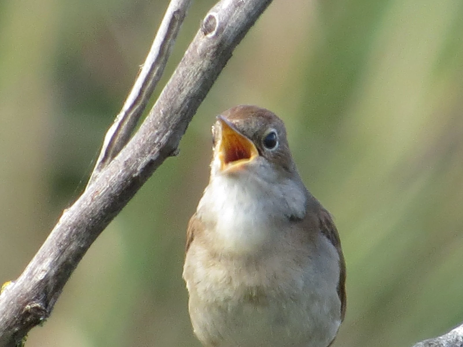 Common Nightingale, Coto Donana, Spain — photo by Adam Prugel-Bennett