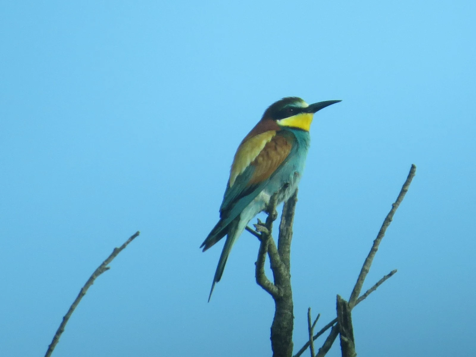 European Bee-eater, Coto Donana, Spain — photo by Adam Prugel-Bennett