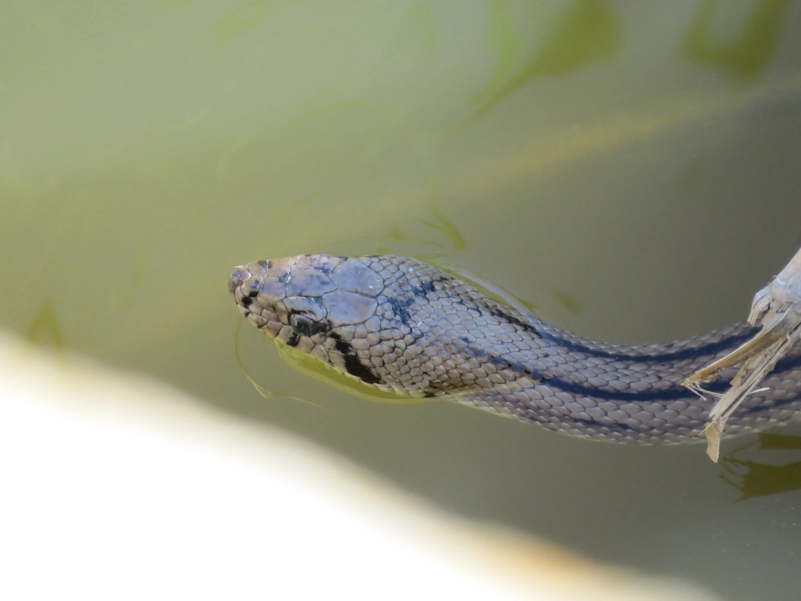 Grass Snake, Coto Donana, Spain — photo by Adam Prugel-Bennett