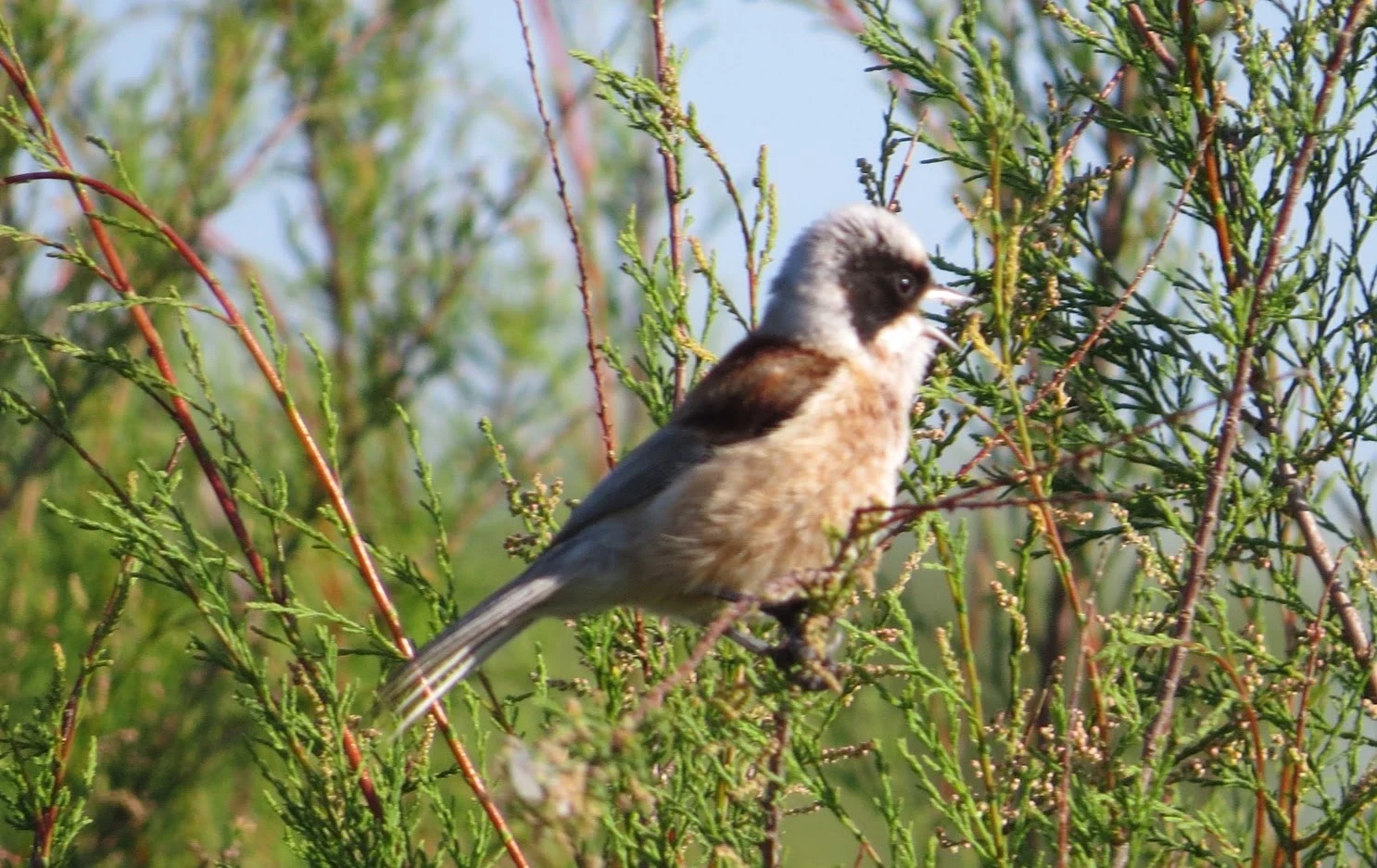 Eurasian Penduline Tit, Coto Donana, Spain — photo by Adam Prugel-Bennett