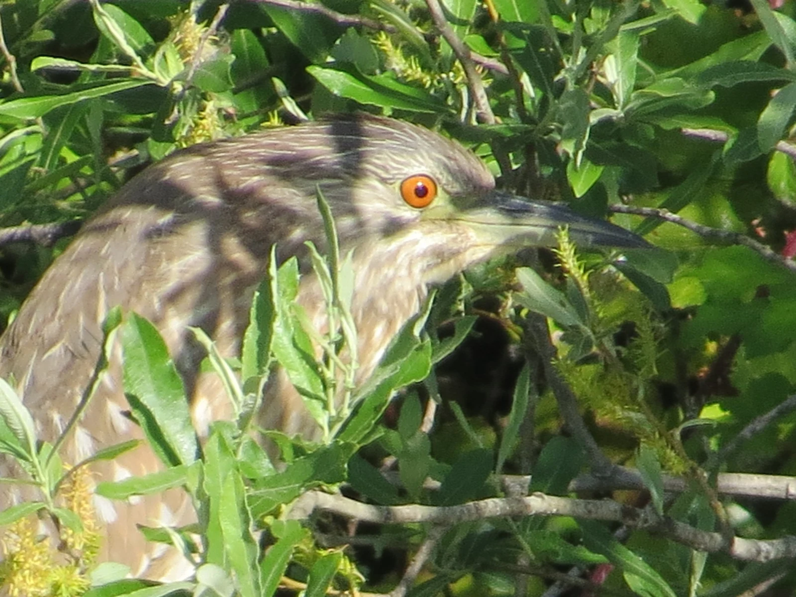 Juvenile Black-crowned Night Heron, Coto Donana, Spain — photo by Adam Prugel-Bennett