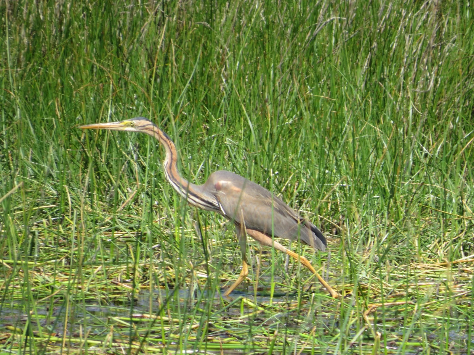 Purple heron, Coto Donana, Spain — photo by Adam Prugel-Bennett