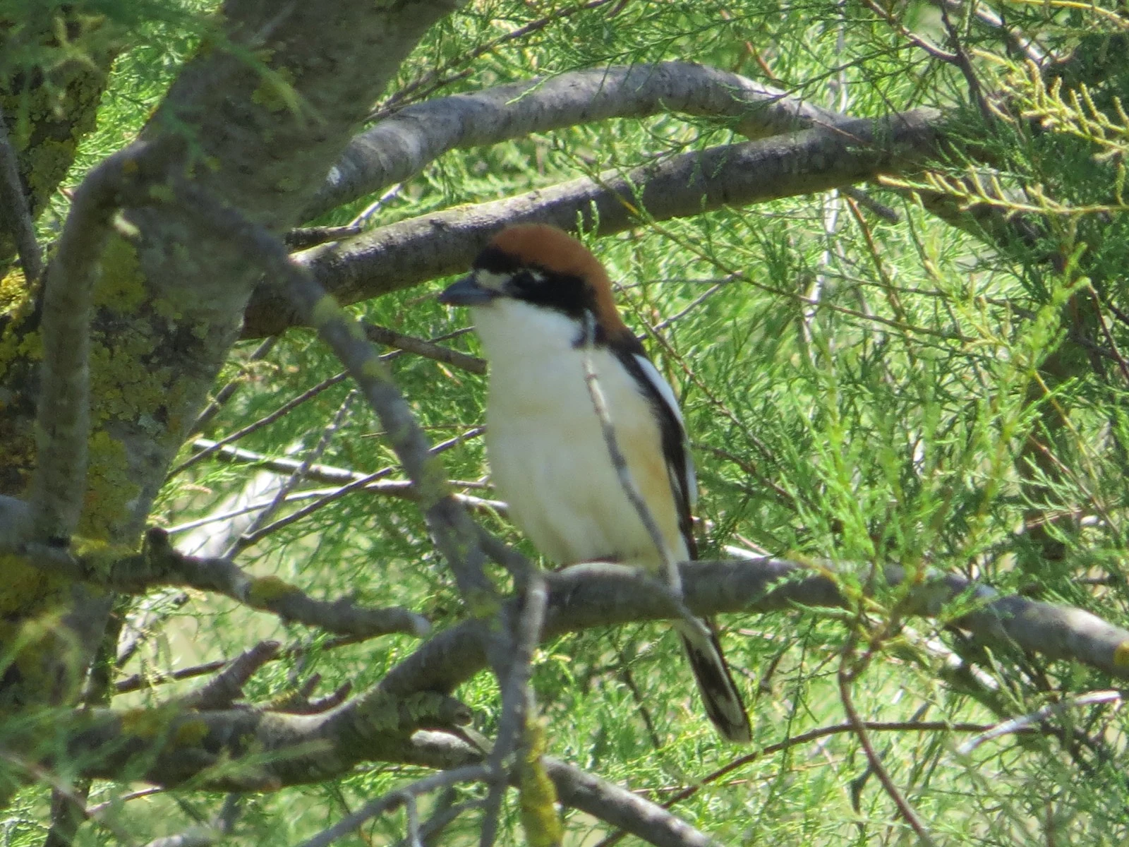 Woodchat shrike, Coto Donana, Spain — photo by Adam Prugel-Bennett