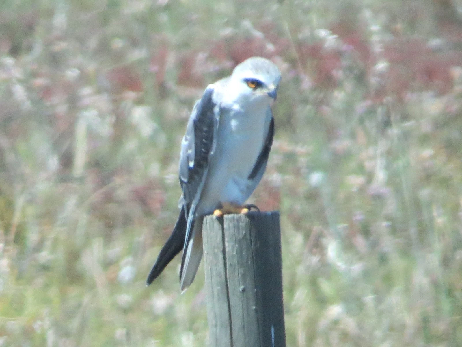 Black-winged kite, Coto Donana, Spain — photo by Adam Prugel-Bennett