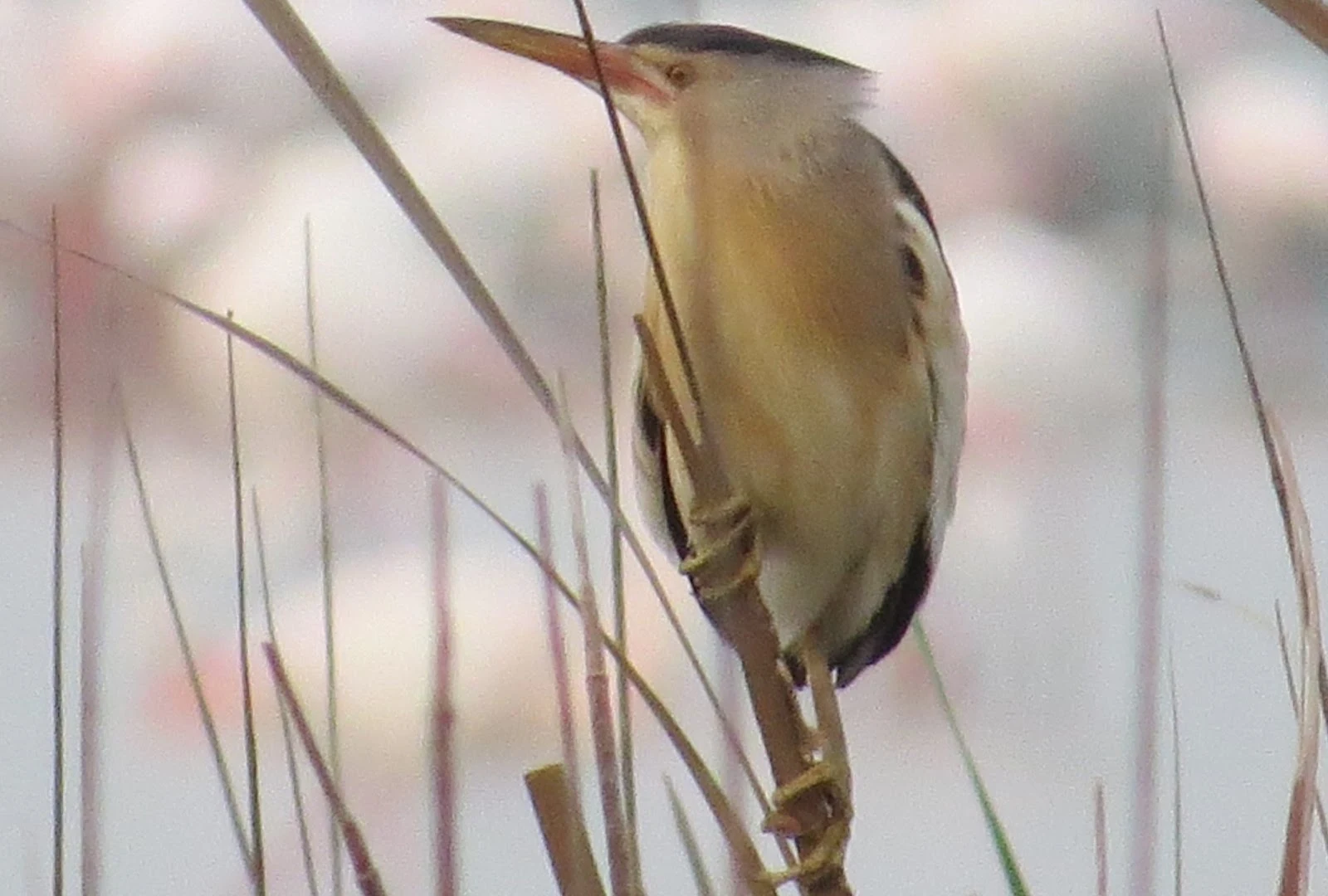 Little Bittern, Coto Donana, Spain — photo by Adam Prugel-Bennett