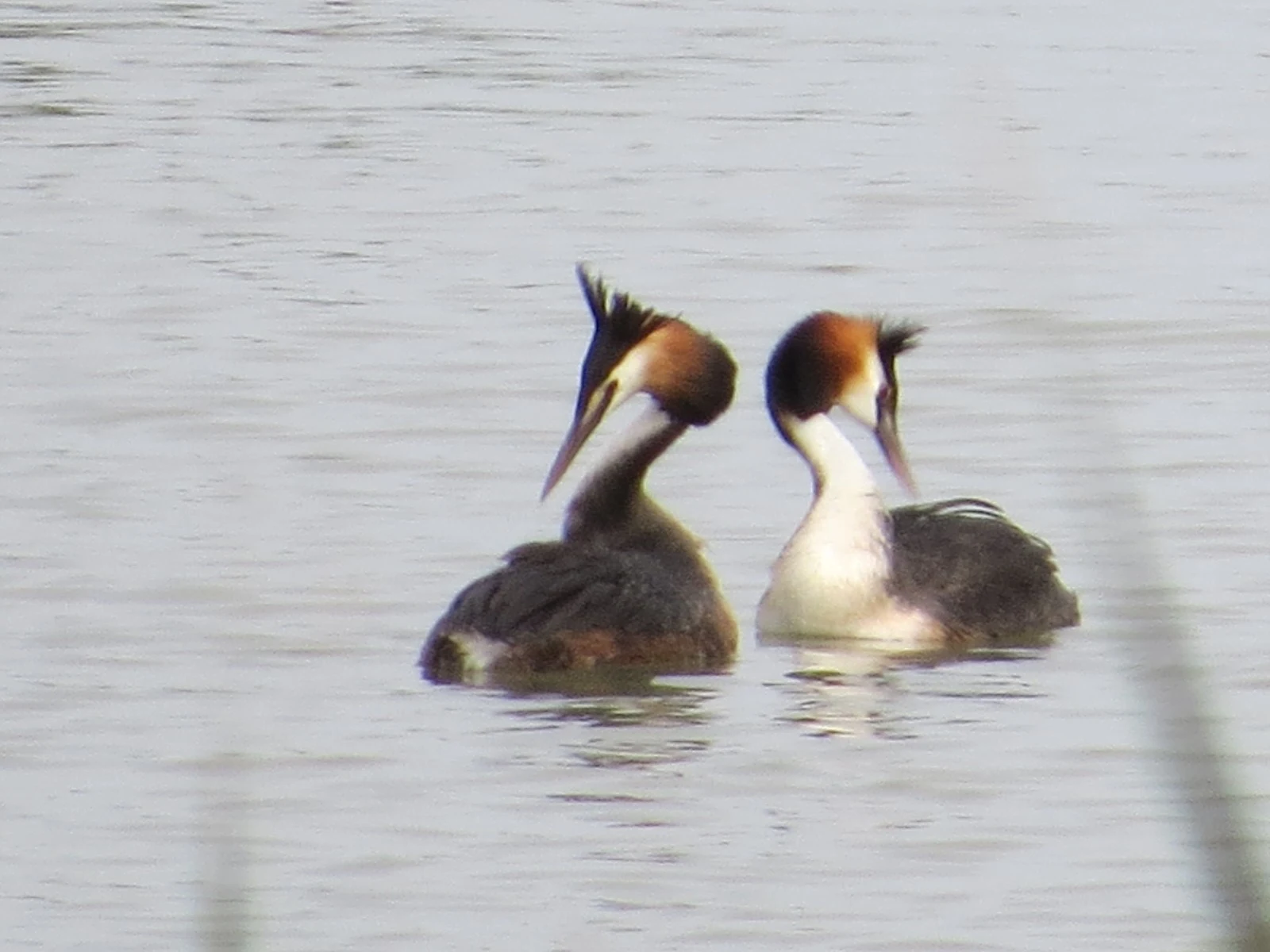 Great Crested Grebes, Spain — photo by Adam Prugel-Bennett