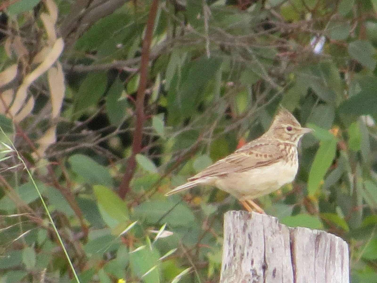 Thekla's Lark, Spain — photo by Adam Prugel-Bennett