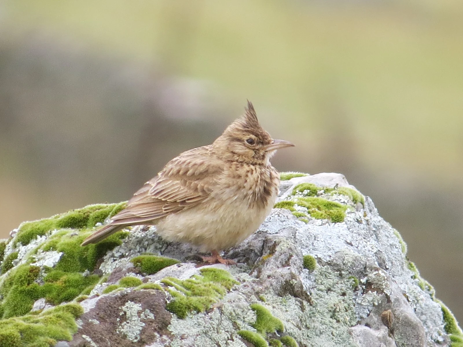 Thekla's Lark, Spain — photo by Adam Prugel-Bennett