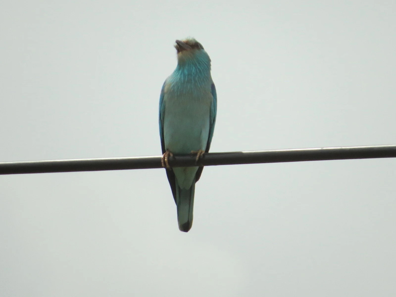 European Roller, Spain — photo by Adam Prugel-Bennett