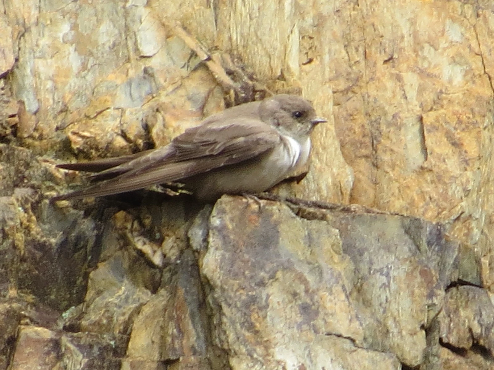 Sand Martin, Spain — photo by Adam Prugel-Bennett