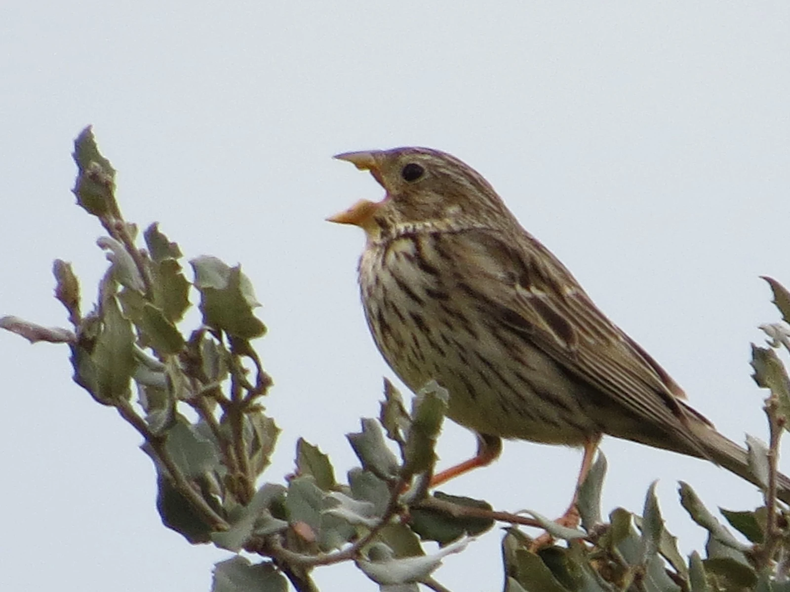 Song Sparrow, Spain — photo by Adam Prugel-Bennett
