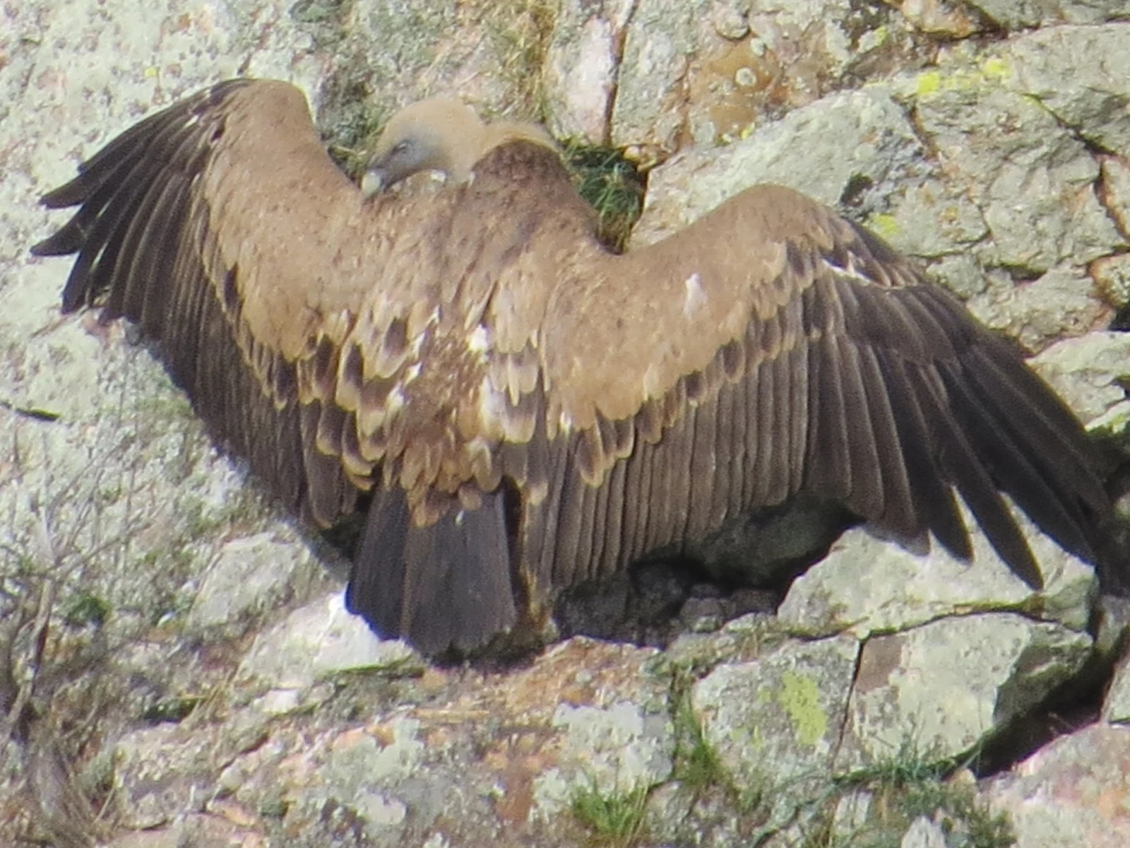 Griffon Vulture, Spain — photo by Adam Prugel-Bennett