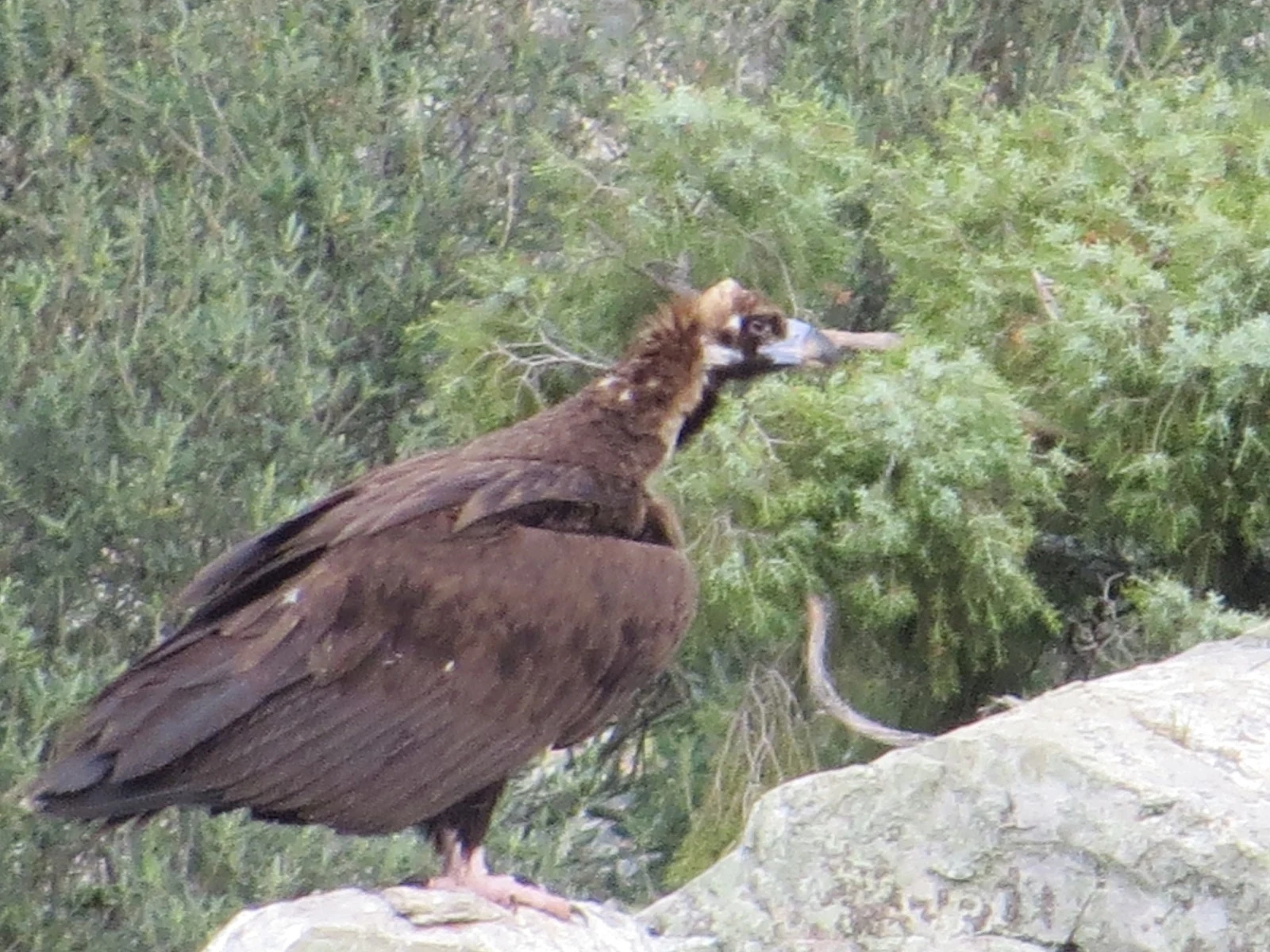 Griffon Vulture, Spain — photo by Adam Prugel-Bennett