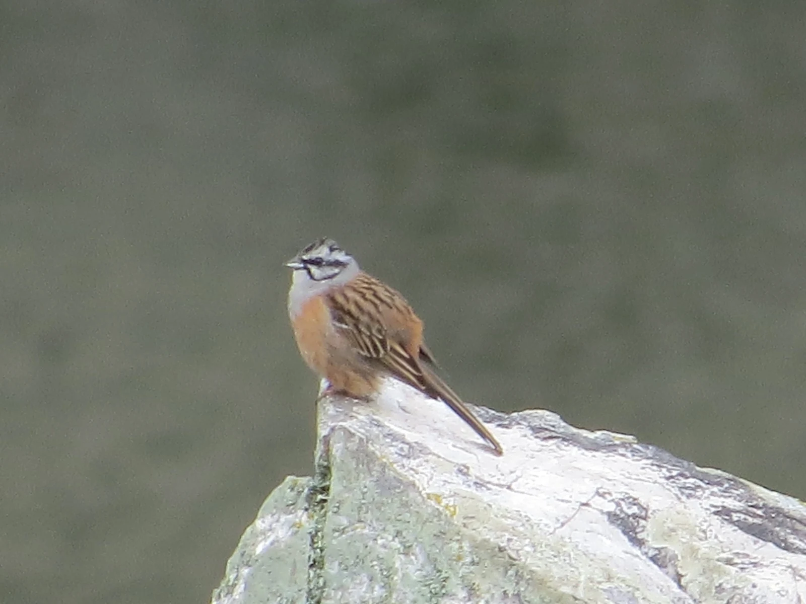 Rock Bunting, Spain — photo by Adam Prugel-Bennett