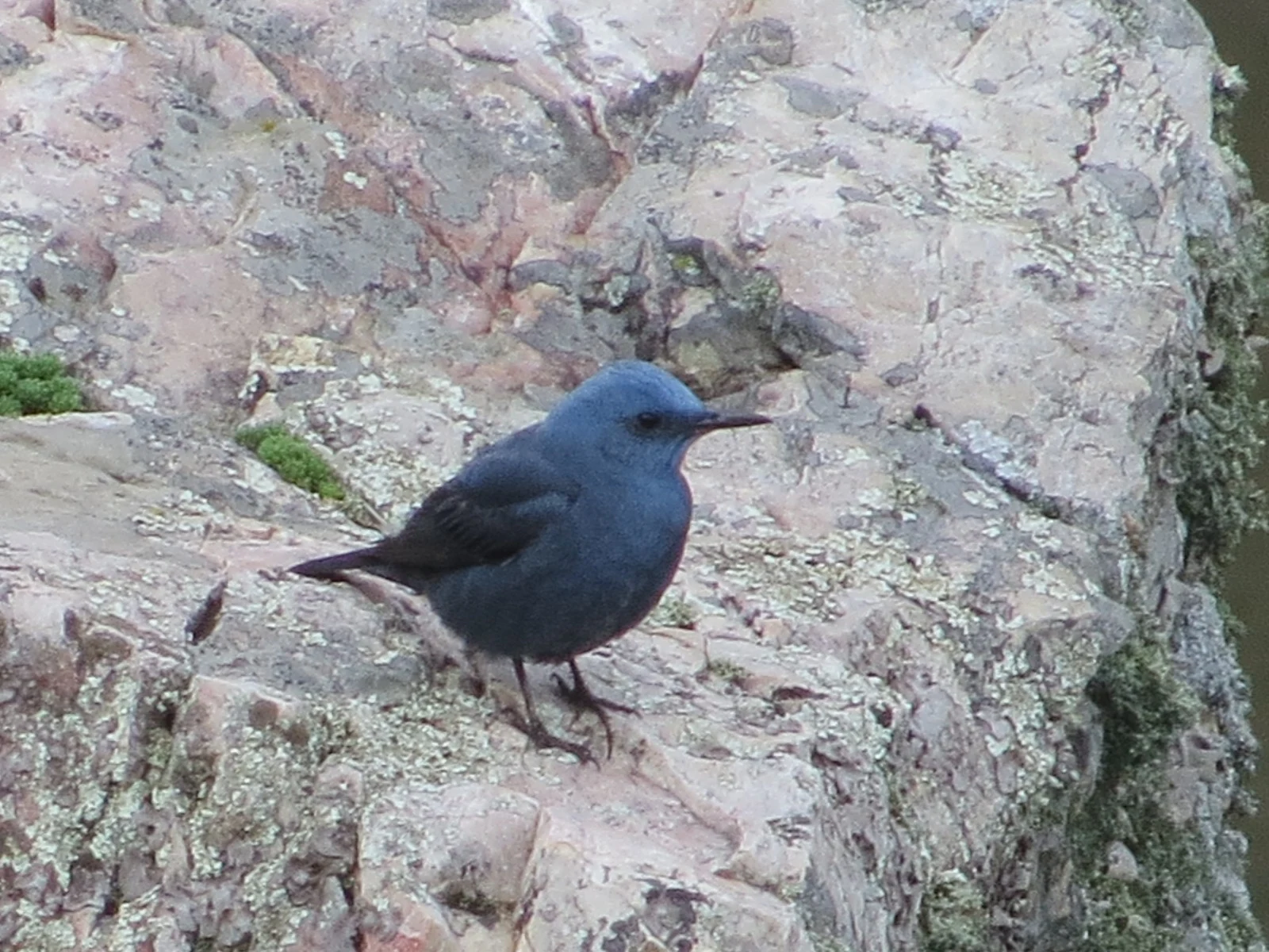 Blue Rock Thrush, Spain — photo by Adam Prugel-Bennett