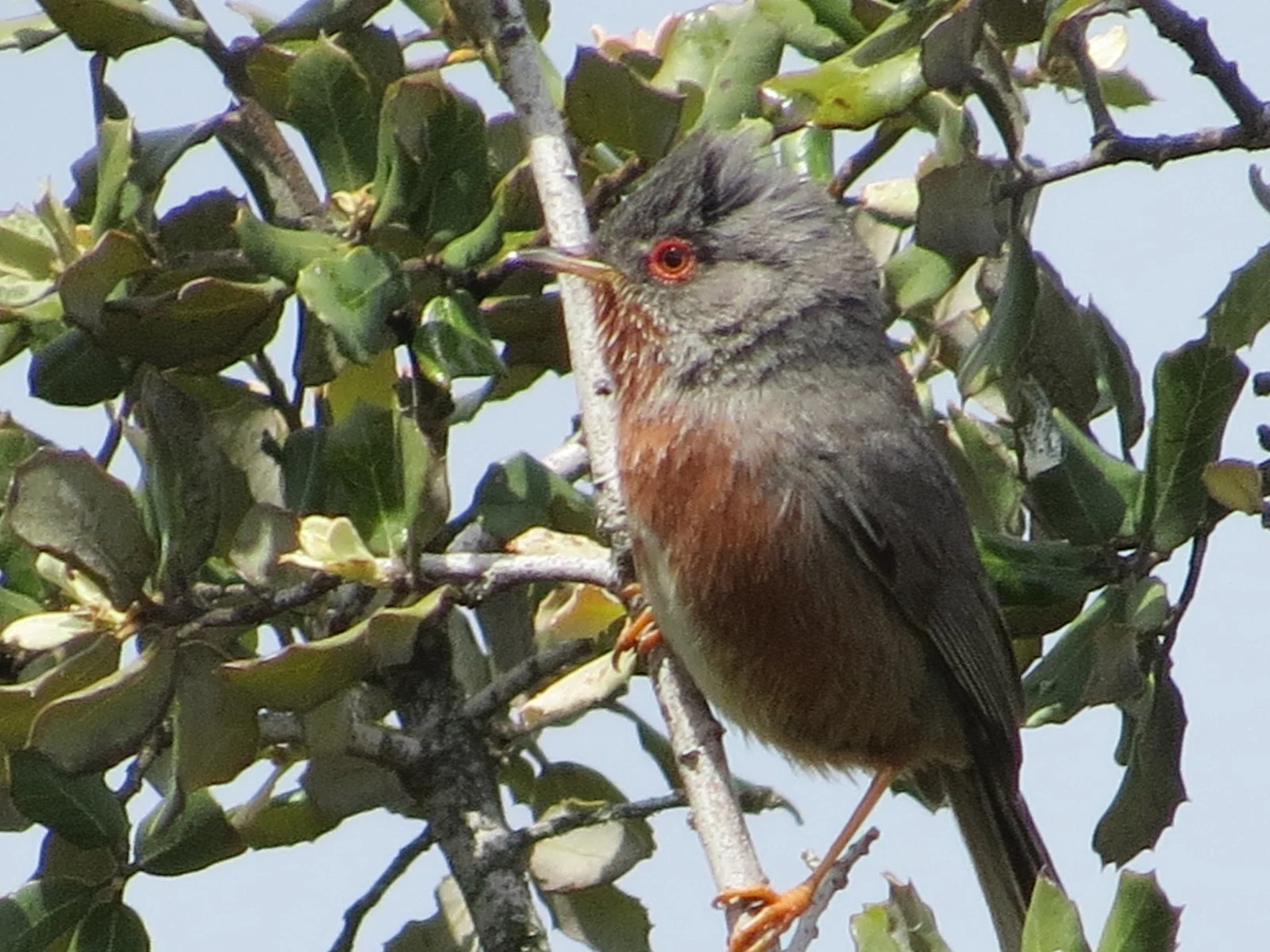Dartford Warbler, Spain — photo by Adam Prugel-Bennett