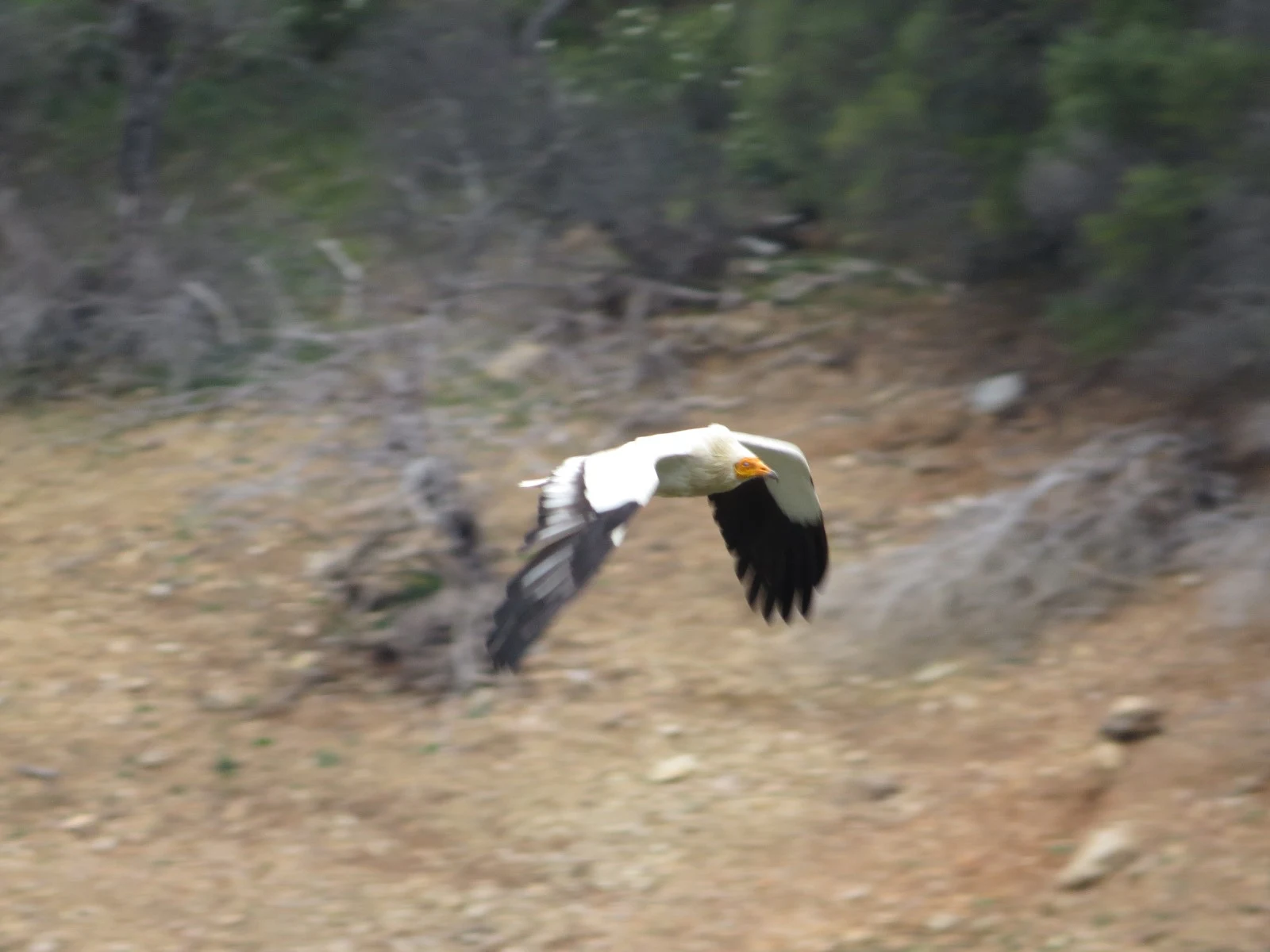 Egyptian Vulture, Extremadura, Spain — photo by Adam Prugel-Bennett