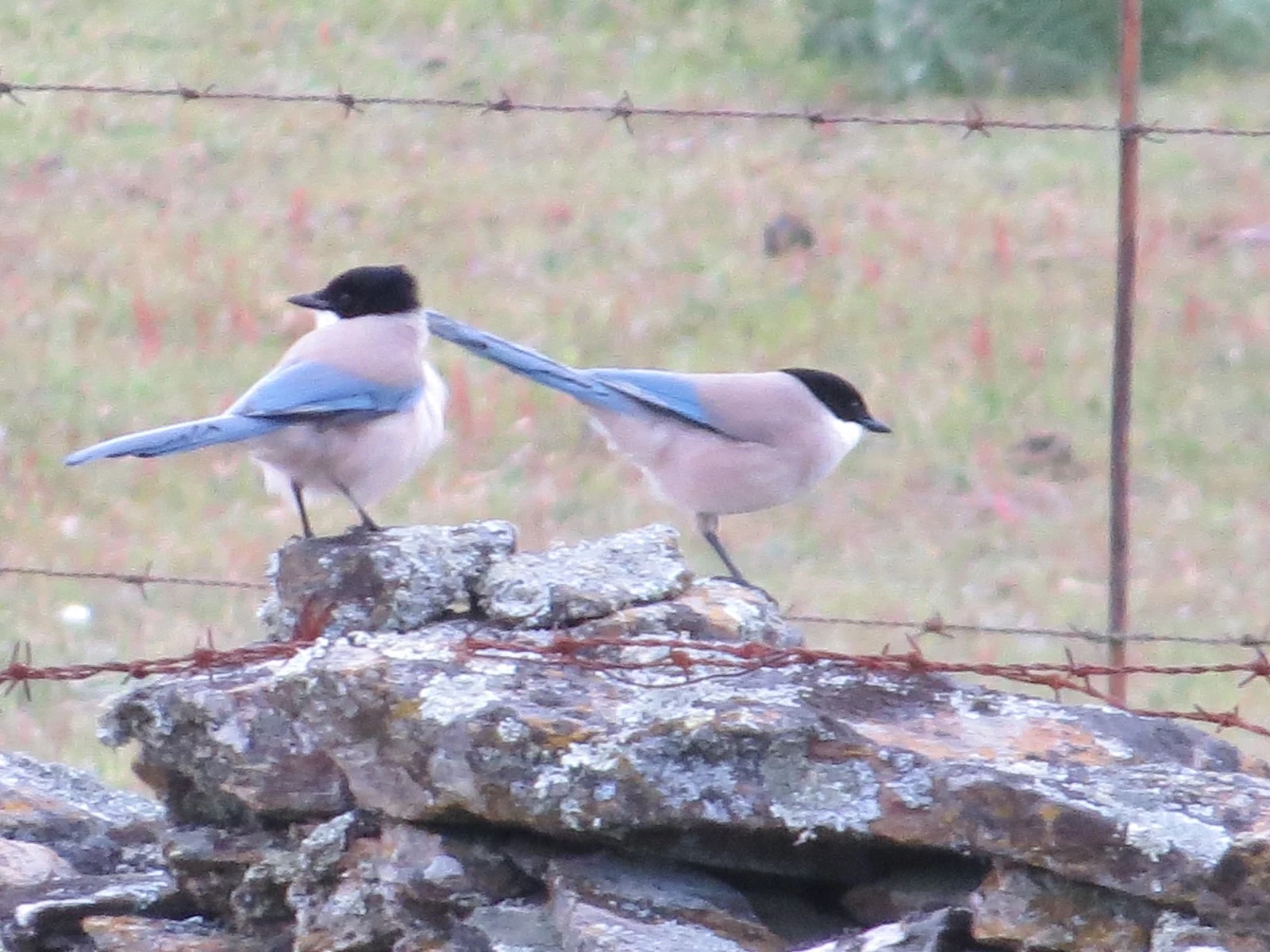 Iberian Magpie, Extremadura, Spain — photo by Adam Prugel-Bennett