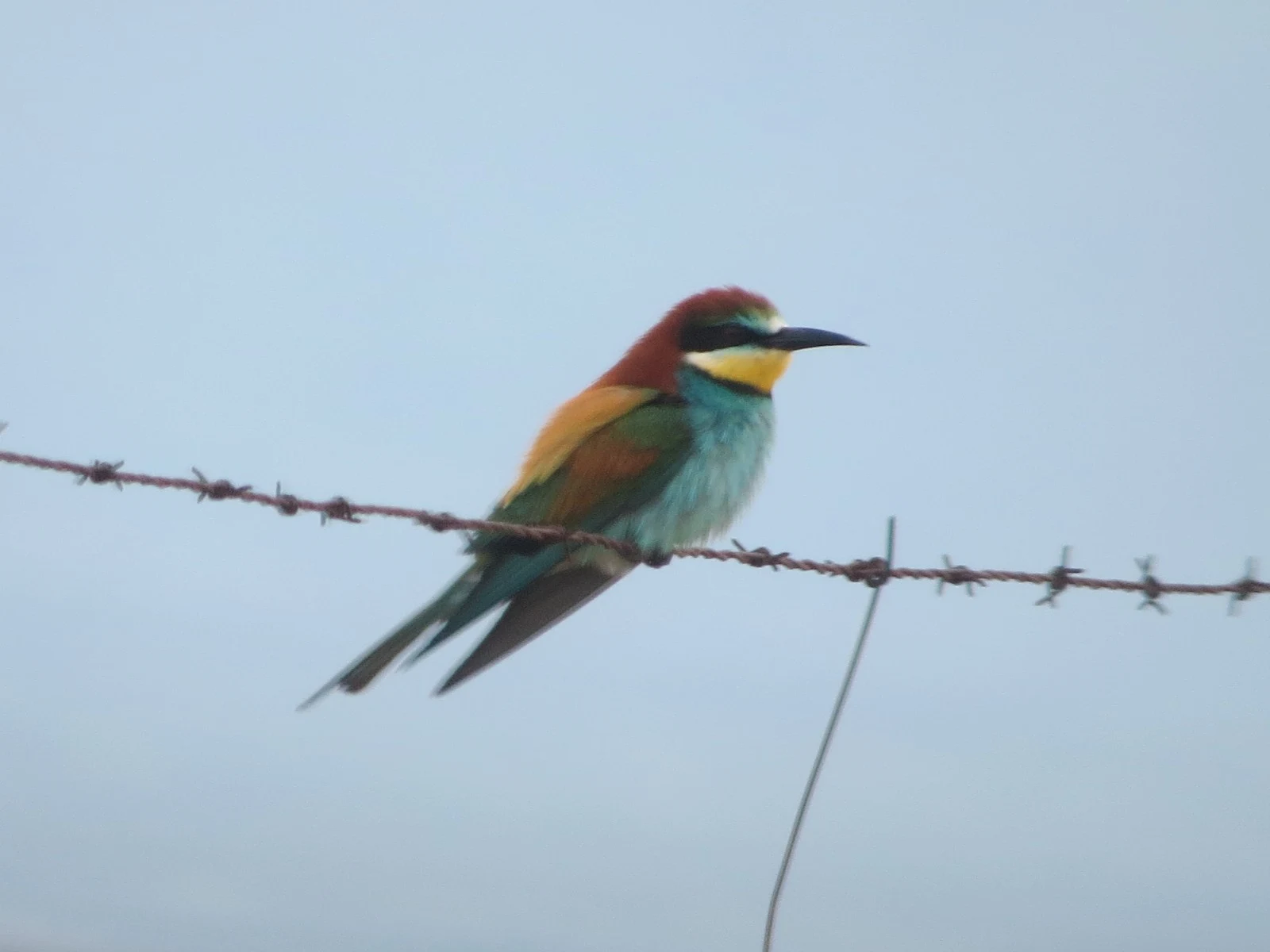 European Bee-eater, Extremadura, Spain — photo by Adam Prugel-Bennett
