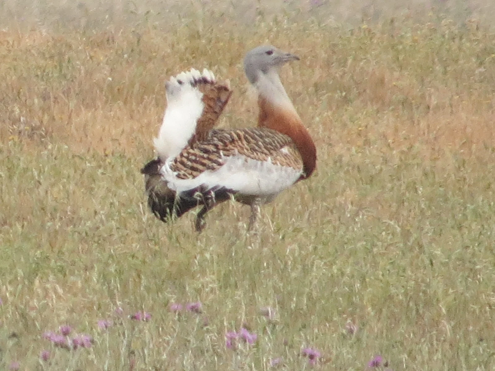 Great bustard, Extremadura, Spain — photo by Adam Prugel-Bennett