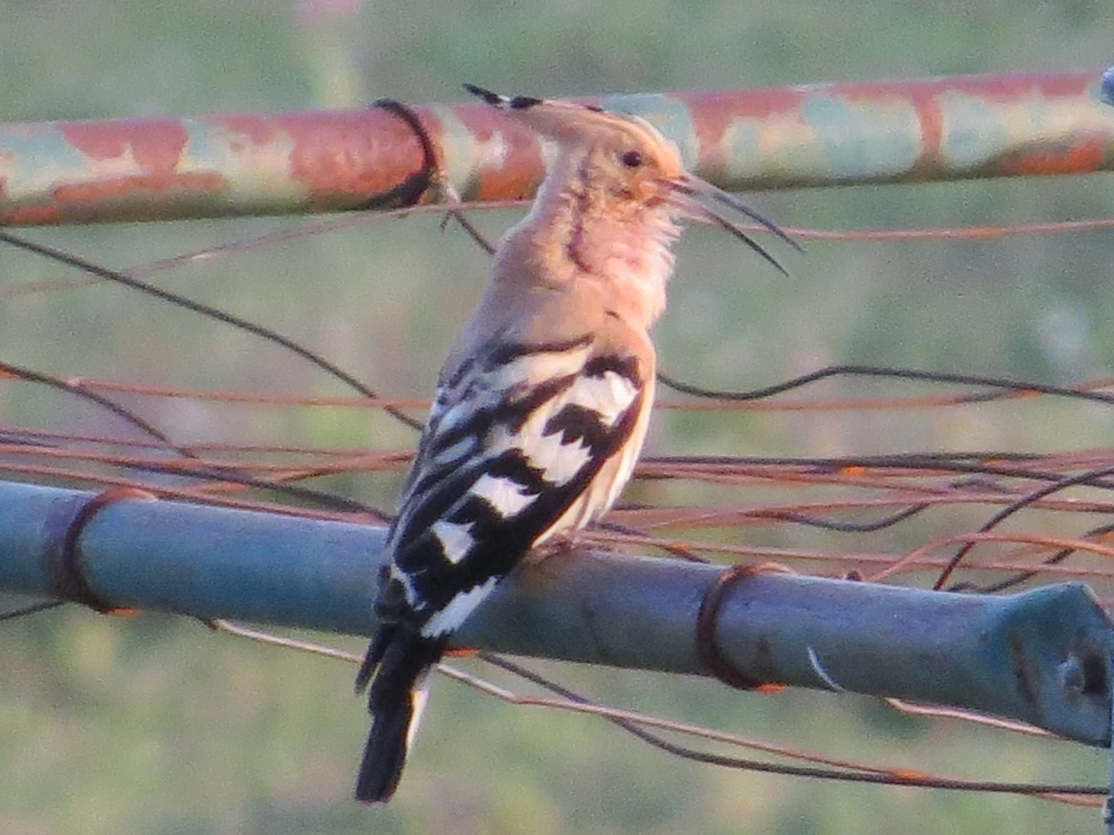Eurasian Hoopoe, Extremadura, Spain — photo by Adam Prugel-Bennett