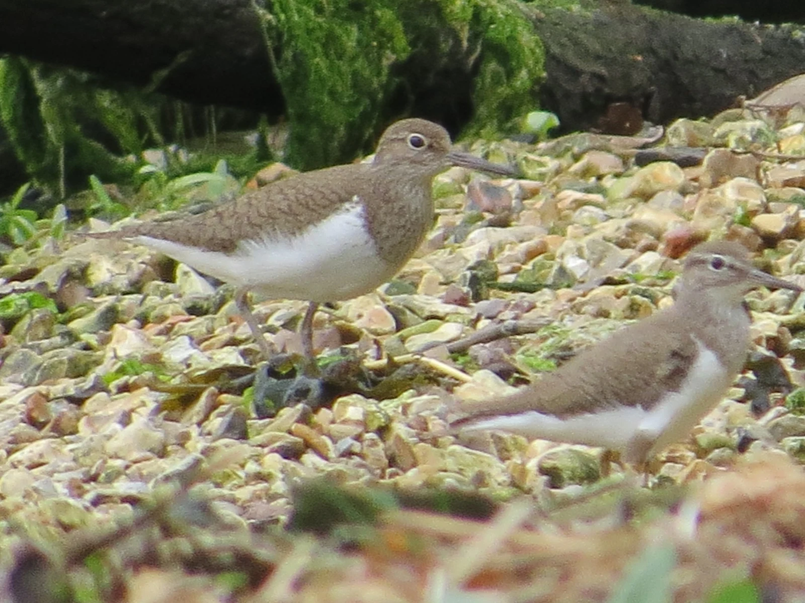 Common Sandpiper, Eling Great Marsh, Hampshire, UK — photo by Adam Prugel-Bennett