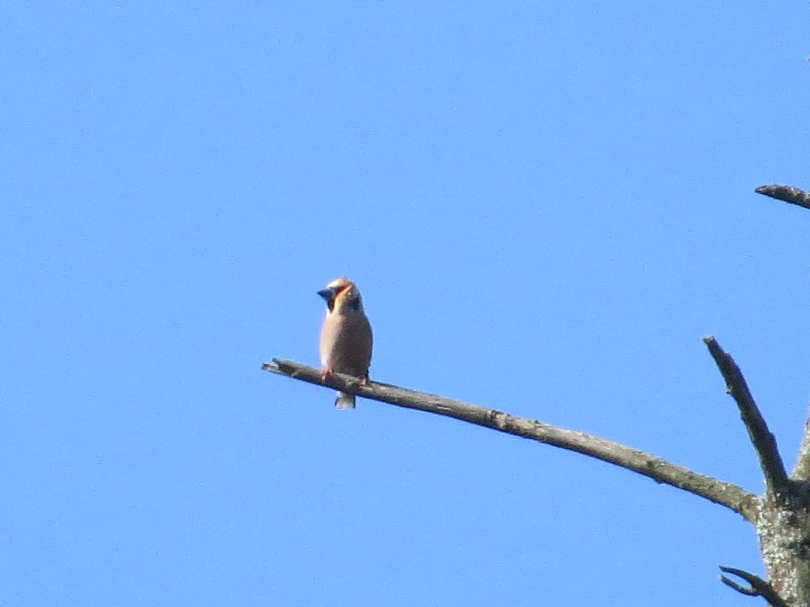 Hawfinch, New Forest, Hampshire, UK — photo by Adam Prugel-Bennett